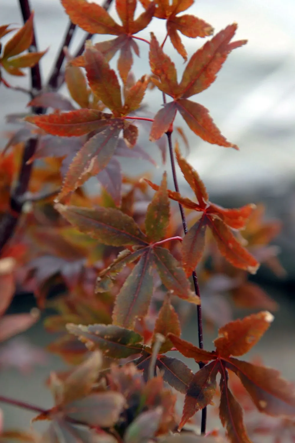 Bloodgood Japanese Maple (Acer Palmatum 'Bloodgood') — contrasting beautifully against many green-hued plants