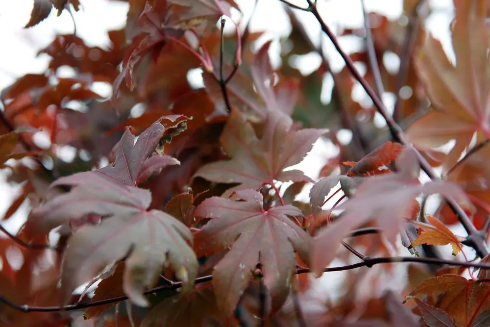 Bloodgood Japanese Maple (Acer Palmatum 'Bloodgood') — The leaves are 2 to 5 inches long with a classic palmate shape that contributes to the tree's delicate