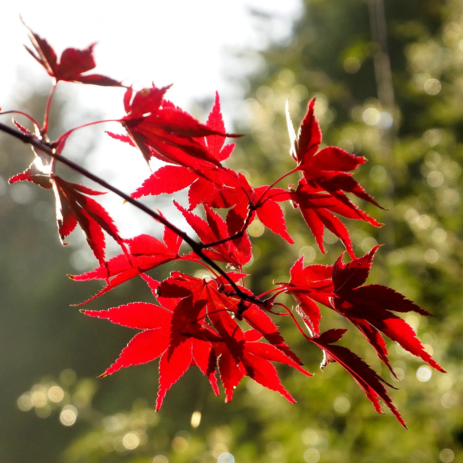 Bloodgood Japanese Maple (Acer Palmatum 'Bloodgood') — It thrives in hardiness zones 5-8, preferring partial to full sun, and well-drained soil