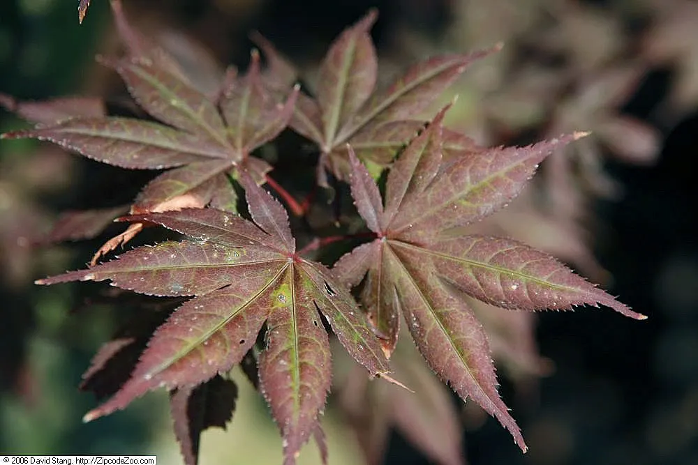Bloodgood Japanese Maple (Acer Palmatum 'Bloodgood') — This cultivar reaches an impressive height of approximately 15 to 20 feet with a spread of 15 to 20 feet