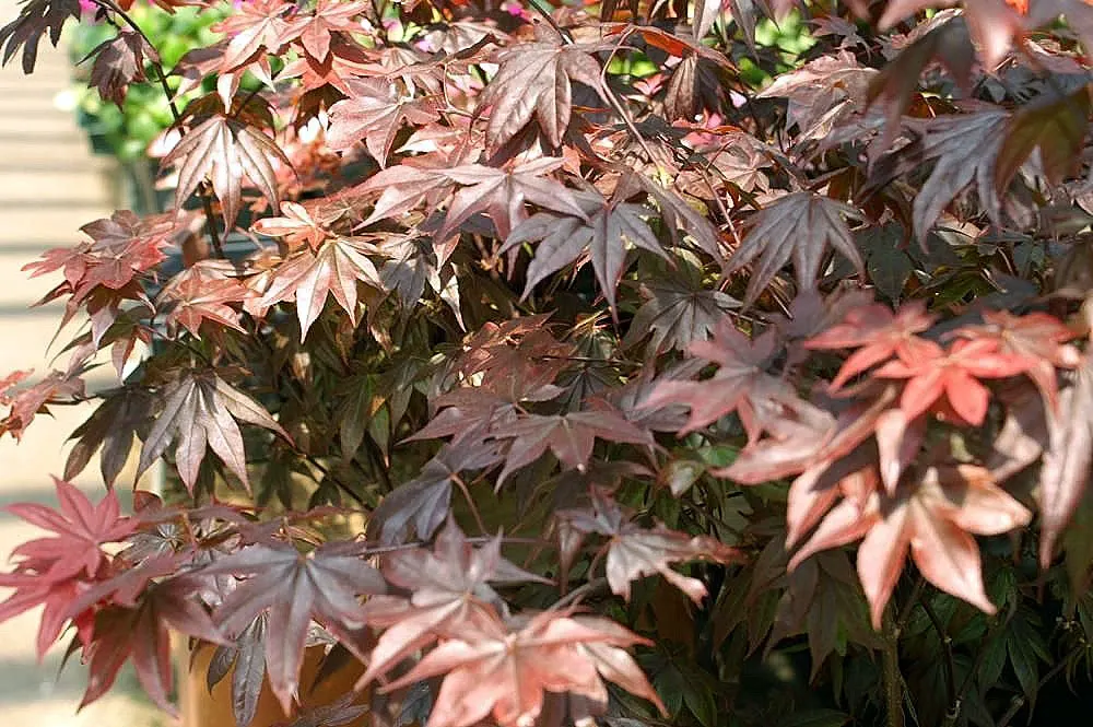 Bloodgood Japanese Maple (Acer Palmatum 'Bloodgood') — This deciduous tree boasts a round, upright habit, reaching 15-20 feet in height and 15-20 feet in spread