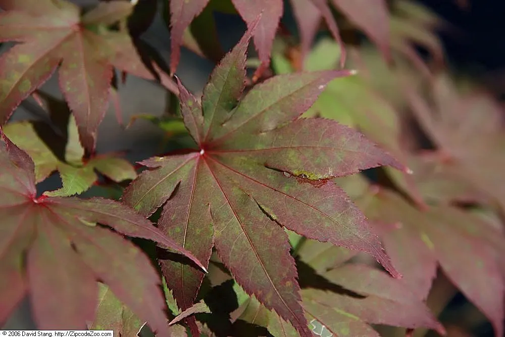 Bloodgood Japanese Maple (Acer Palmatum 'Bloodgood') — rounded canopy.<br><br>Its foliage is one of its most striking features