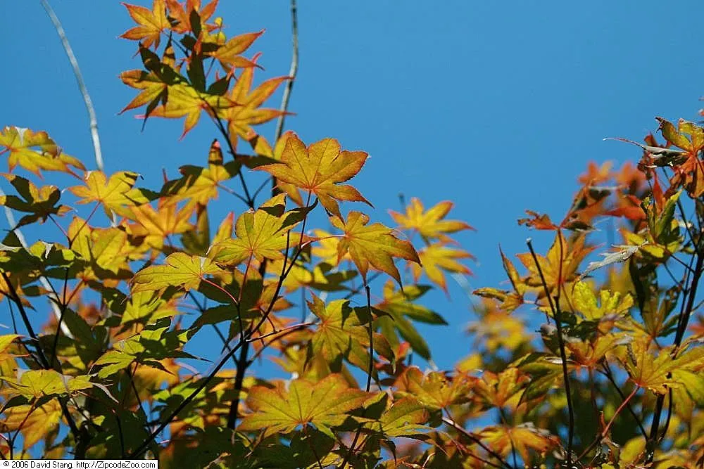 Bloodgood Japanese Maple (Acer Palmatum 'Bloodgood') — commonly referred to as the Bloodgood Japanese Maple
