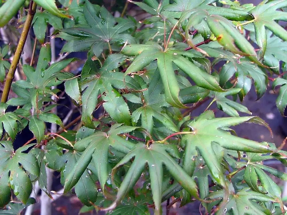 Bloodgood Japanese Maple (Acer Palmatum 'Bloodgood') — owing to its distinctive characteristics and year-round beauty