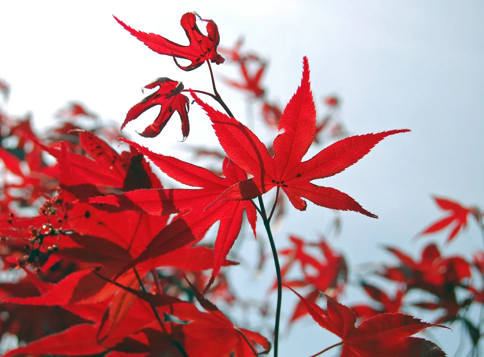 Bloodgood Japanese Maple (Acer Palmatum 'Bloodgood') — Acer palmatum 'Bloodgood' is a striking Japanese Maple cultivar, cherished for its rich, burgundy-red