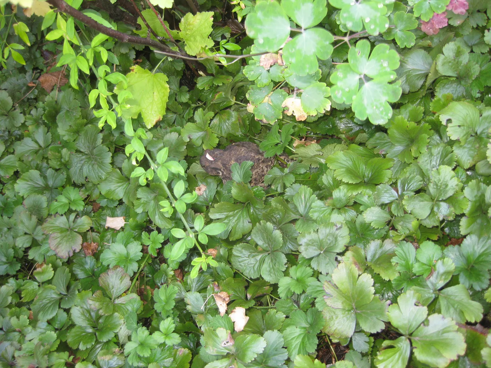Barren Strawberry (Waldsteinia Fragarioides) — you can expect a profusion of bright yellow flowers; integrating seamlessly with other shade-loving, image 117