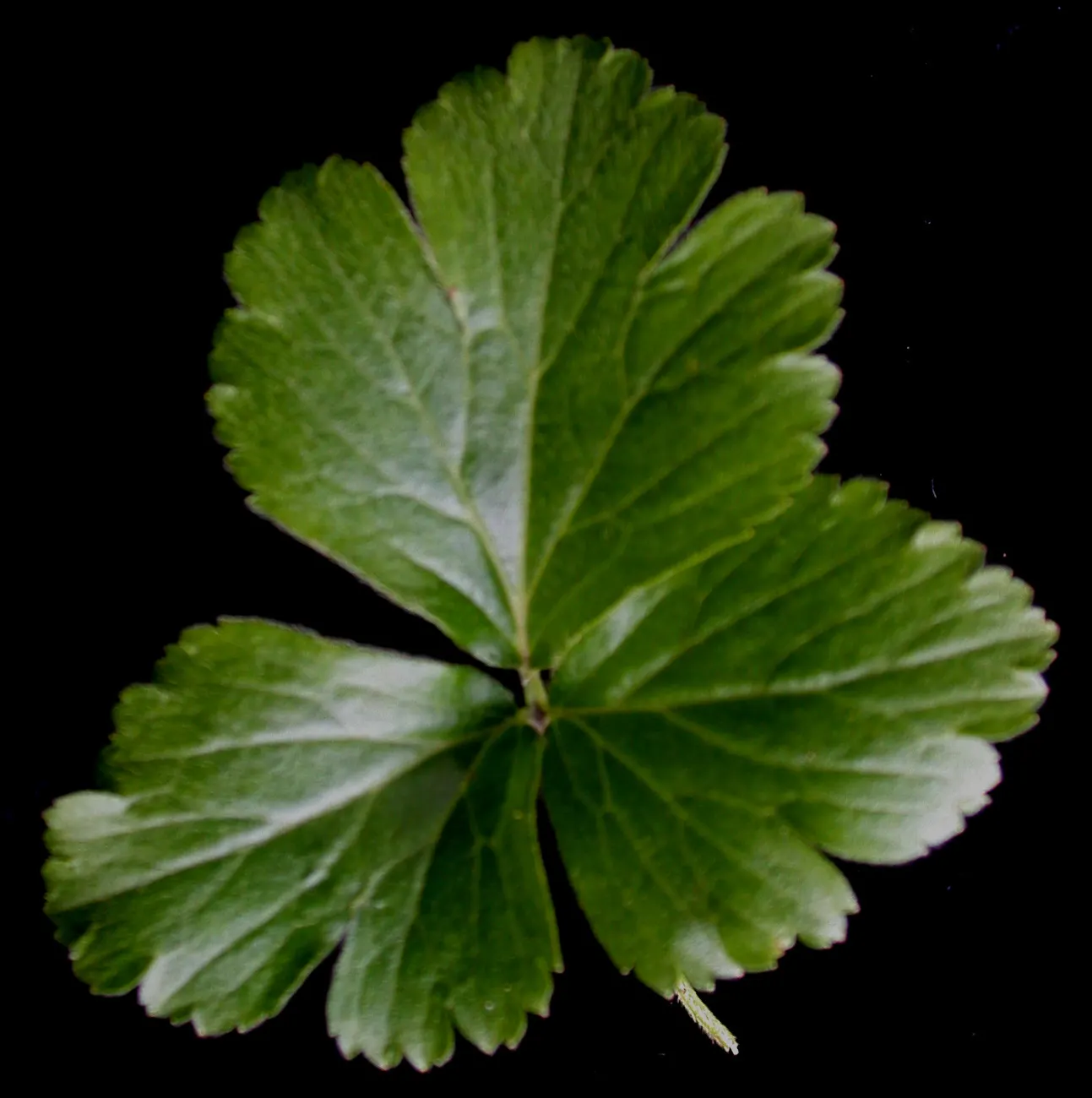 Barren Strawberry (Waldsteinia Fragarioides) — Waldsteinia fragarioides requires minimal care once established; this low-maintenance plant reaches, image 58