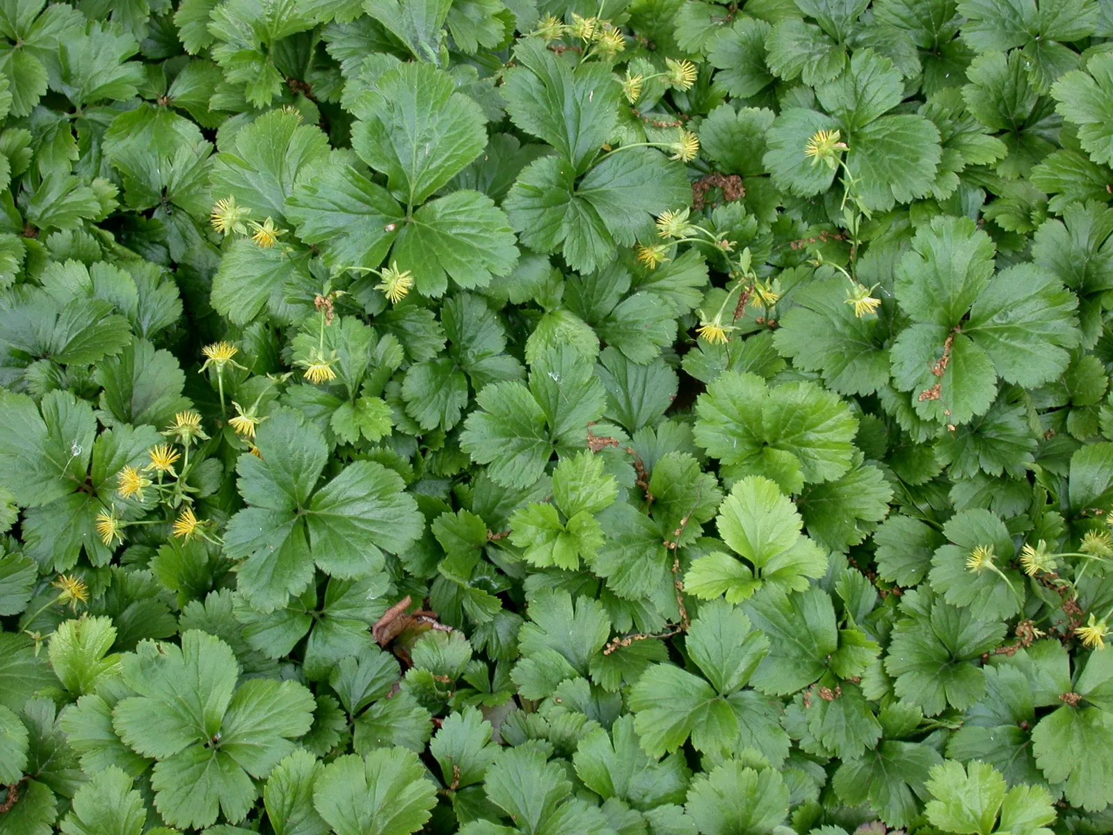 Barren Strawberry (Waldsteinia Fragarioides) — is a rugged and versatile ground cover native to Eastern North America; integrating seamlessly with, image 48