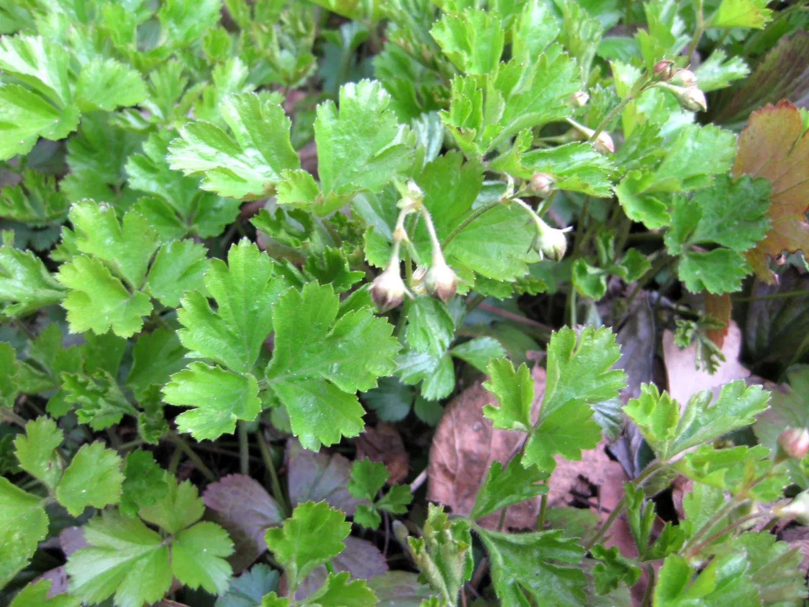Barren Strawberry (Waldsteinia Fragarioides) — but it is important to note that it does not produce edible fruit; integrating seamlessly with other