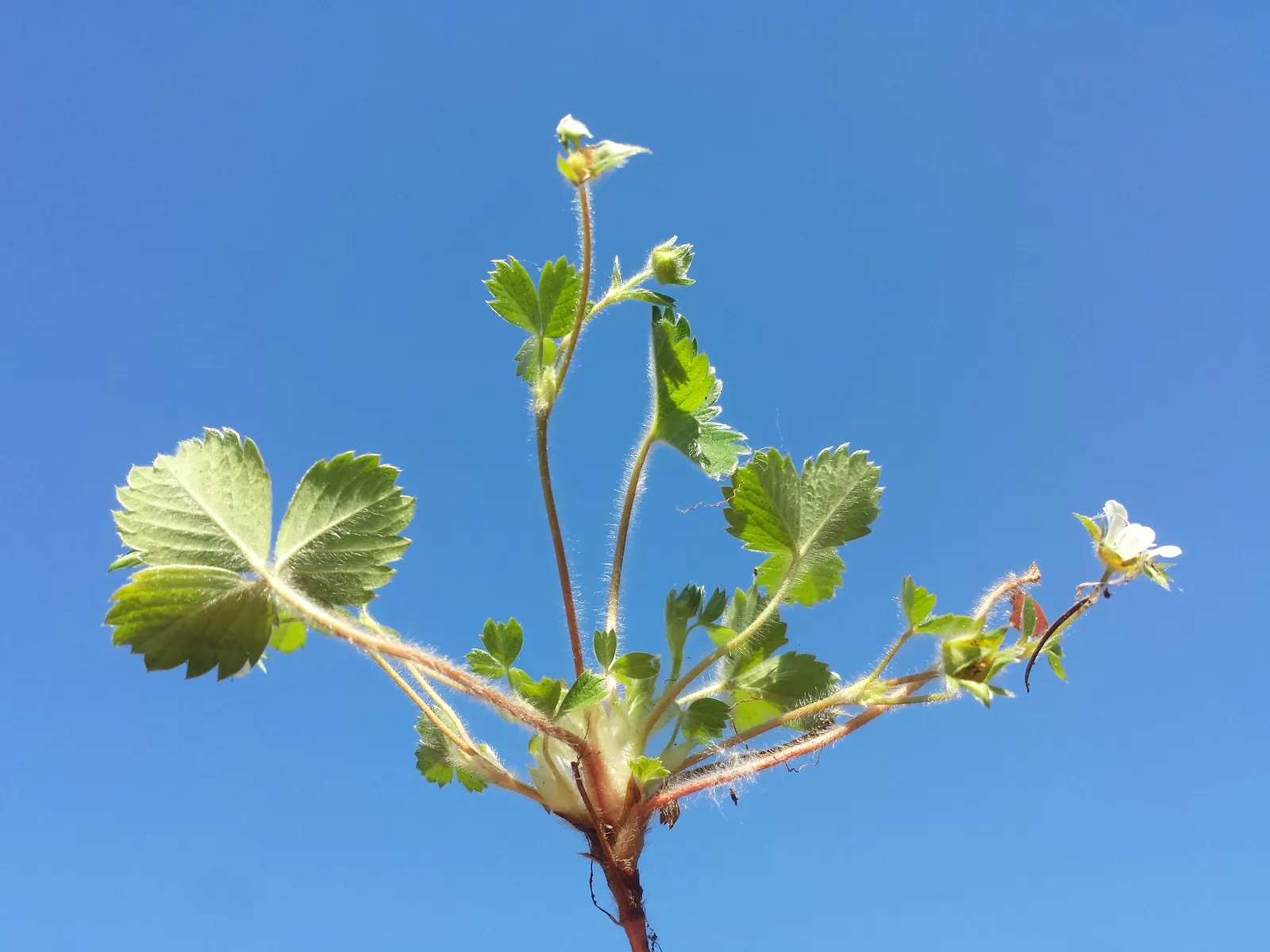 Barren Strawberry (Waldsteinia Fragarioides) — commonly known as the Barren Strawberry; from early to late spring, image 110