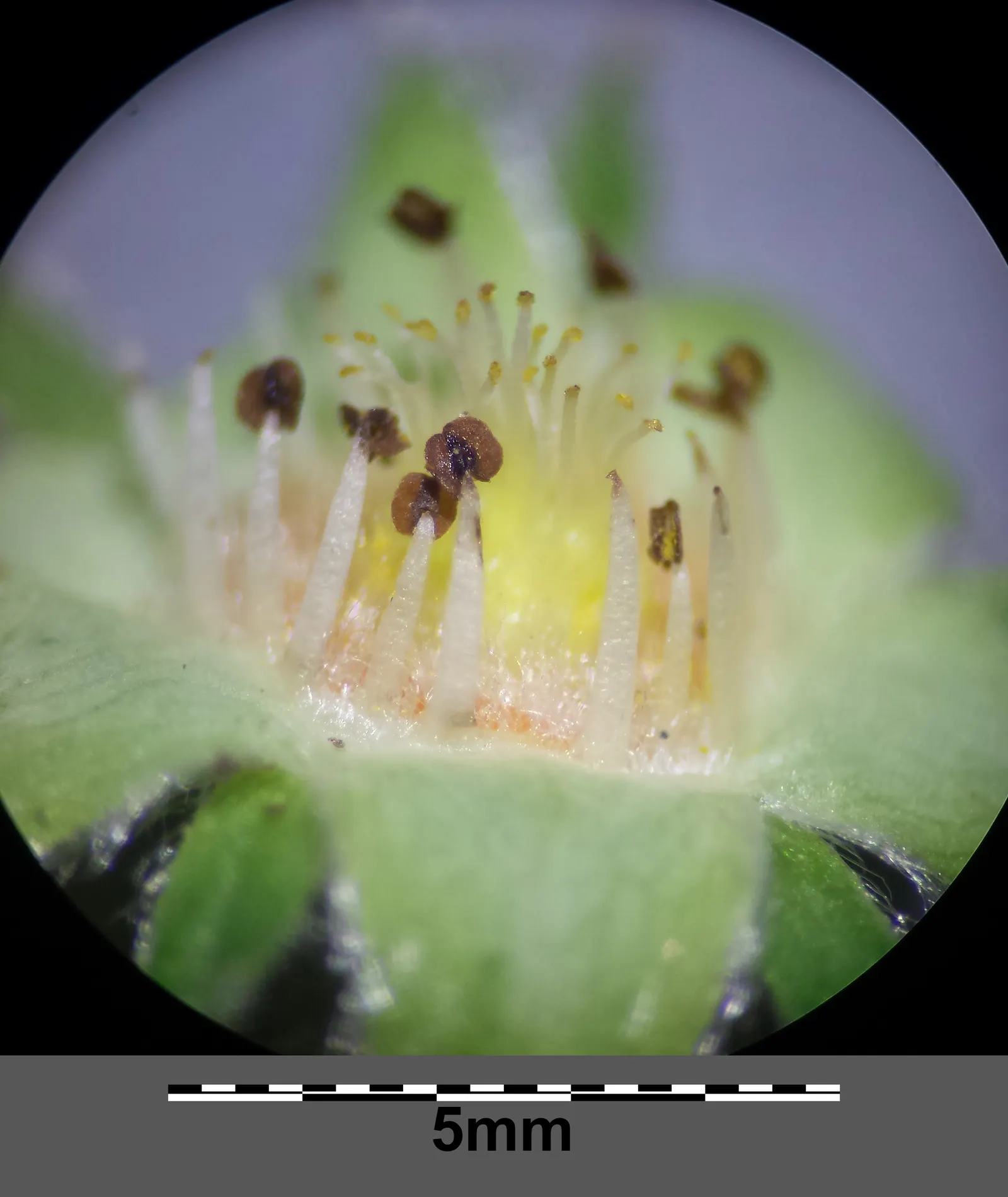 Barren Strawberry (Waldsteinia Fragarioides) — Waldsteinia fragarioides requires minimal care once established; this low-maintenance plant reaches, image 100