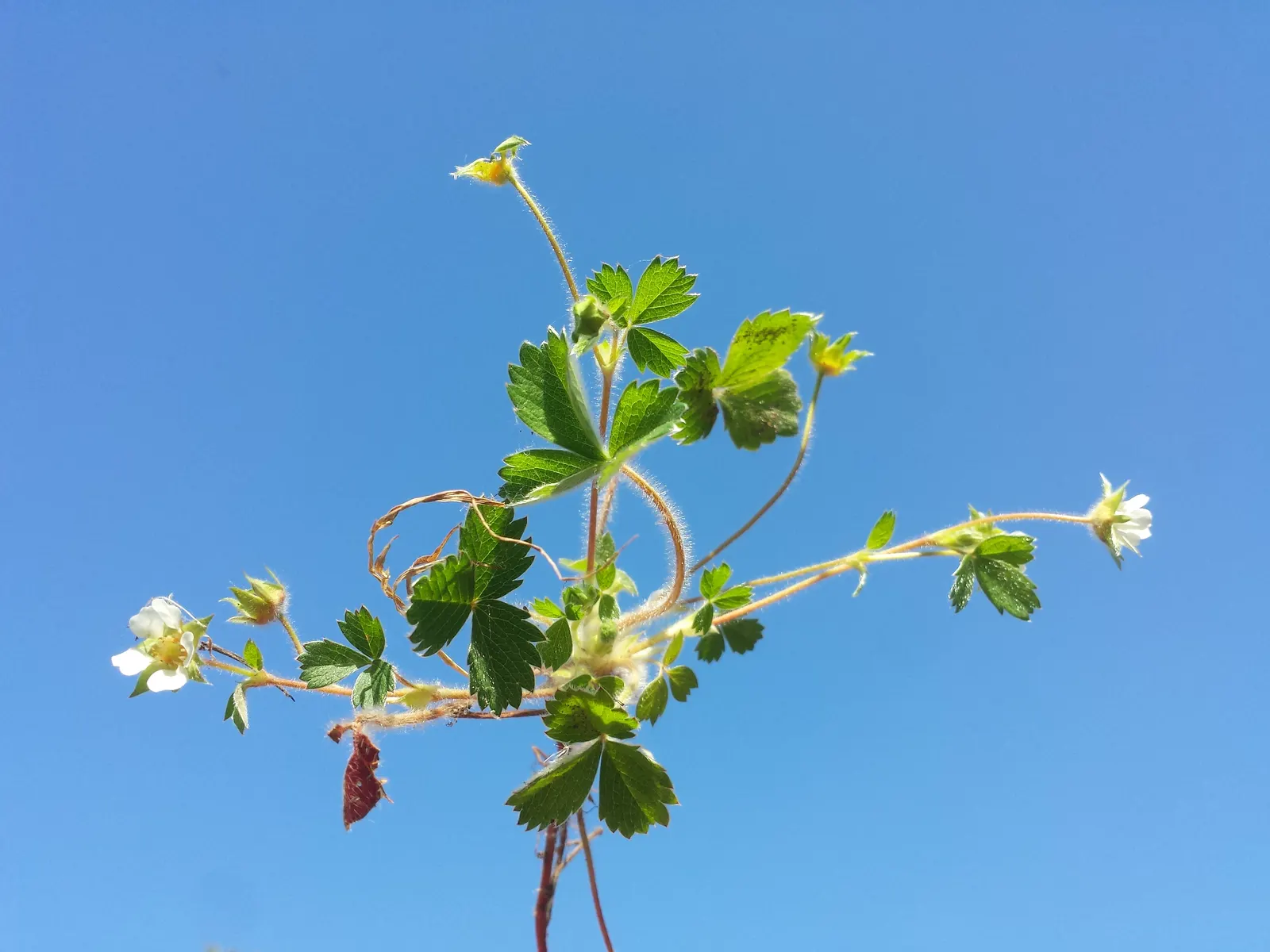 Barren Strawberry (Waldsteinia Fragarioides) — From early to late spring, image 116