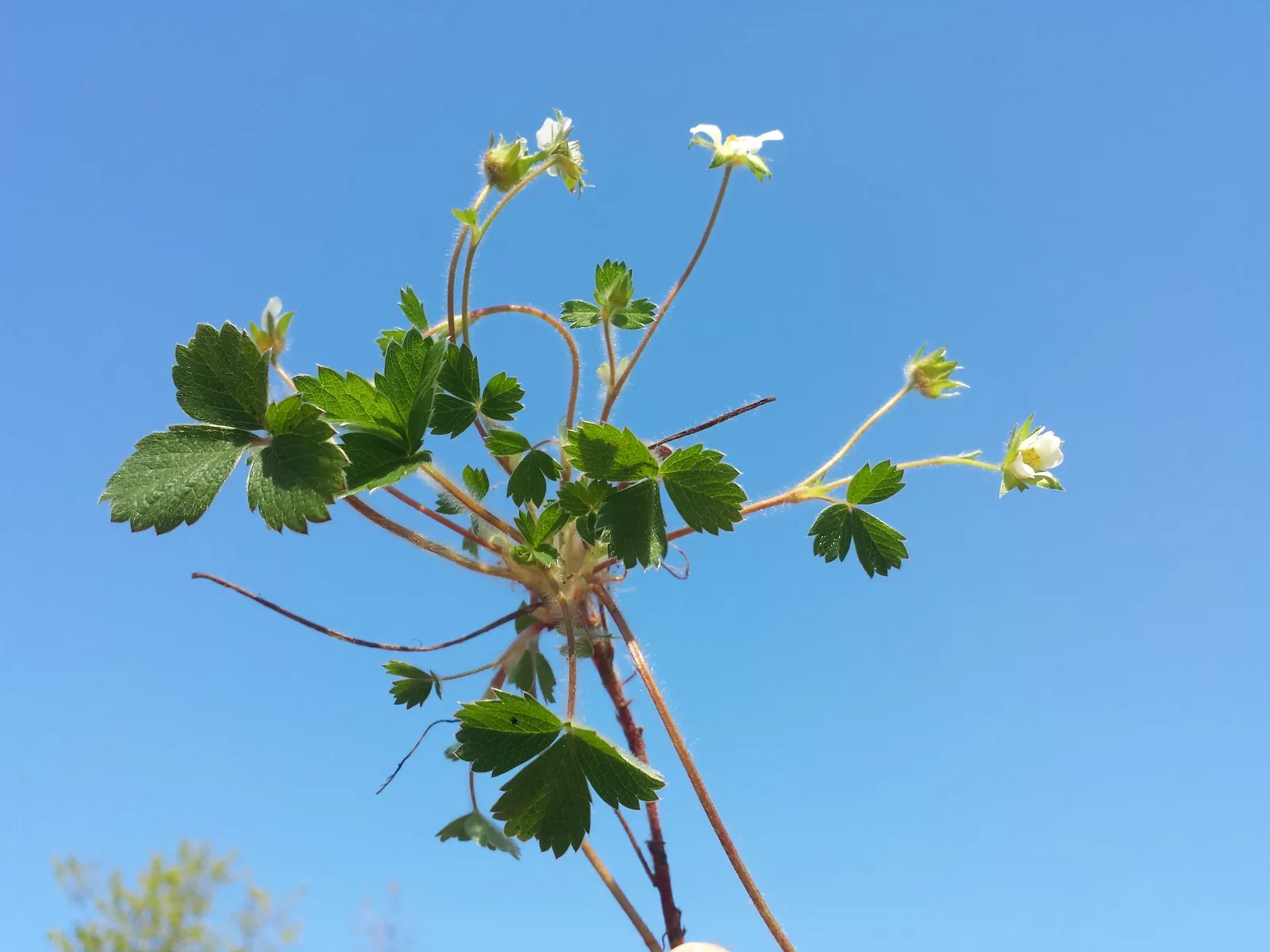 Barren Strawberry (Waldsteinia Fragarioides) — The plant typically reaches a height of 6 inches with a spread up to 12 inches