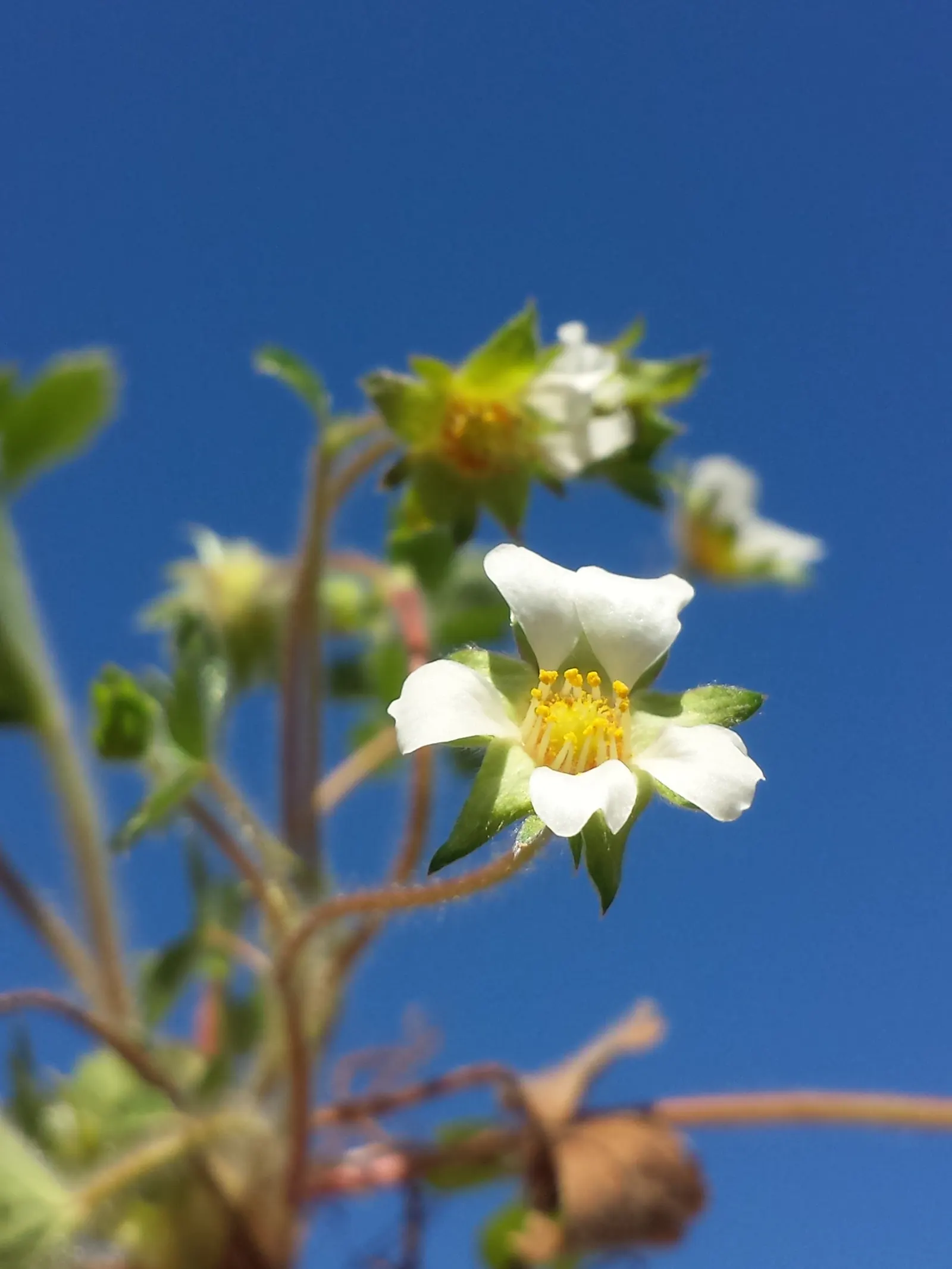 Barren Strawberry (Waldsteinia Fragarioides) — This low-maintenance plant reaches 6-12 inches in width and a height of 3-6 inches, spreading, image 67