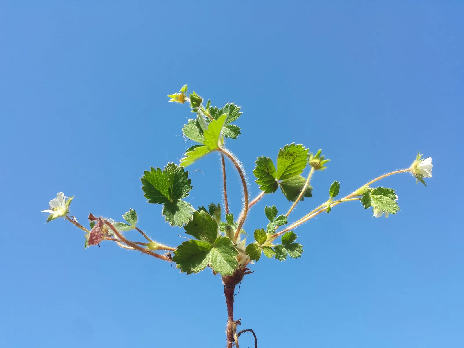 Barren Strawberry (Waldsteinia Fragarioides) — commonly known as the Barren Strawberry; from early to late spring, image 89