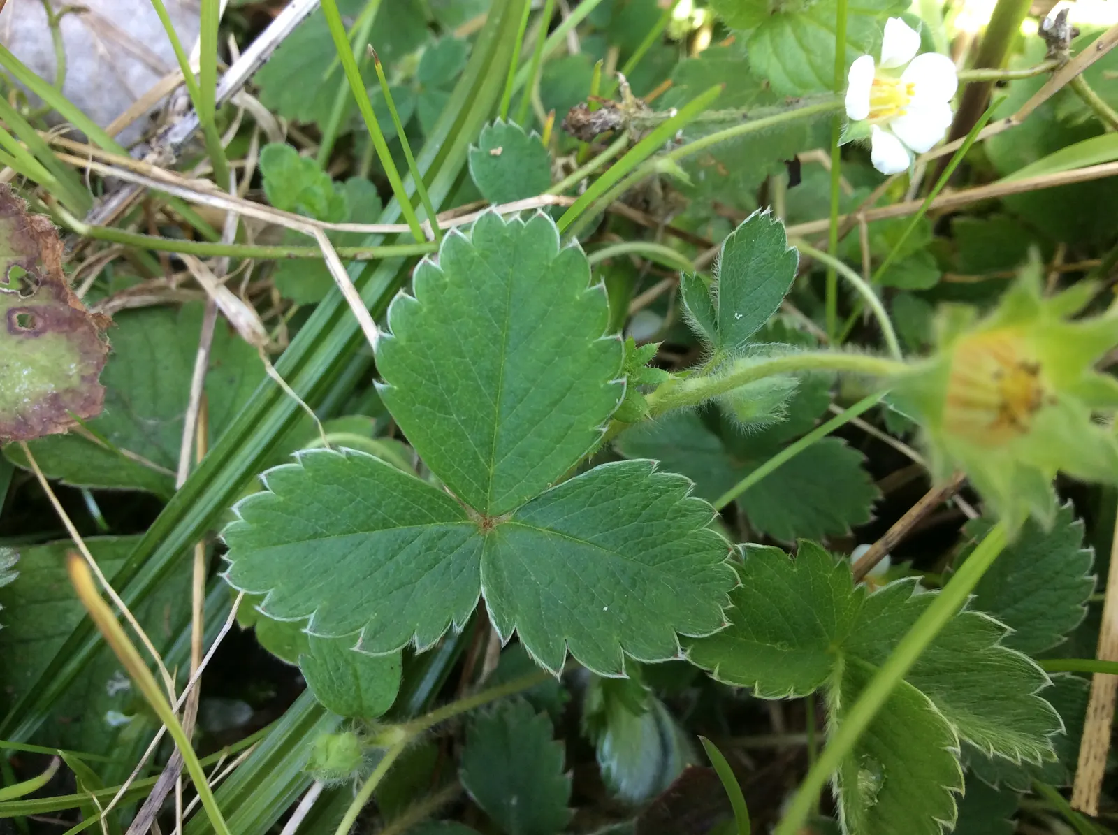 Barren Strawberry (Waldsteinia Fragarioides) — with similar foliage and growth habits; from early to late spring