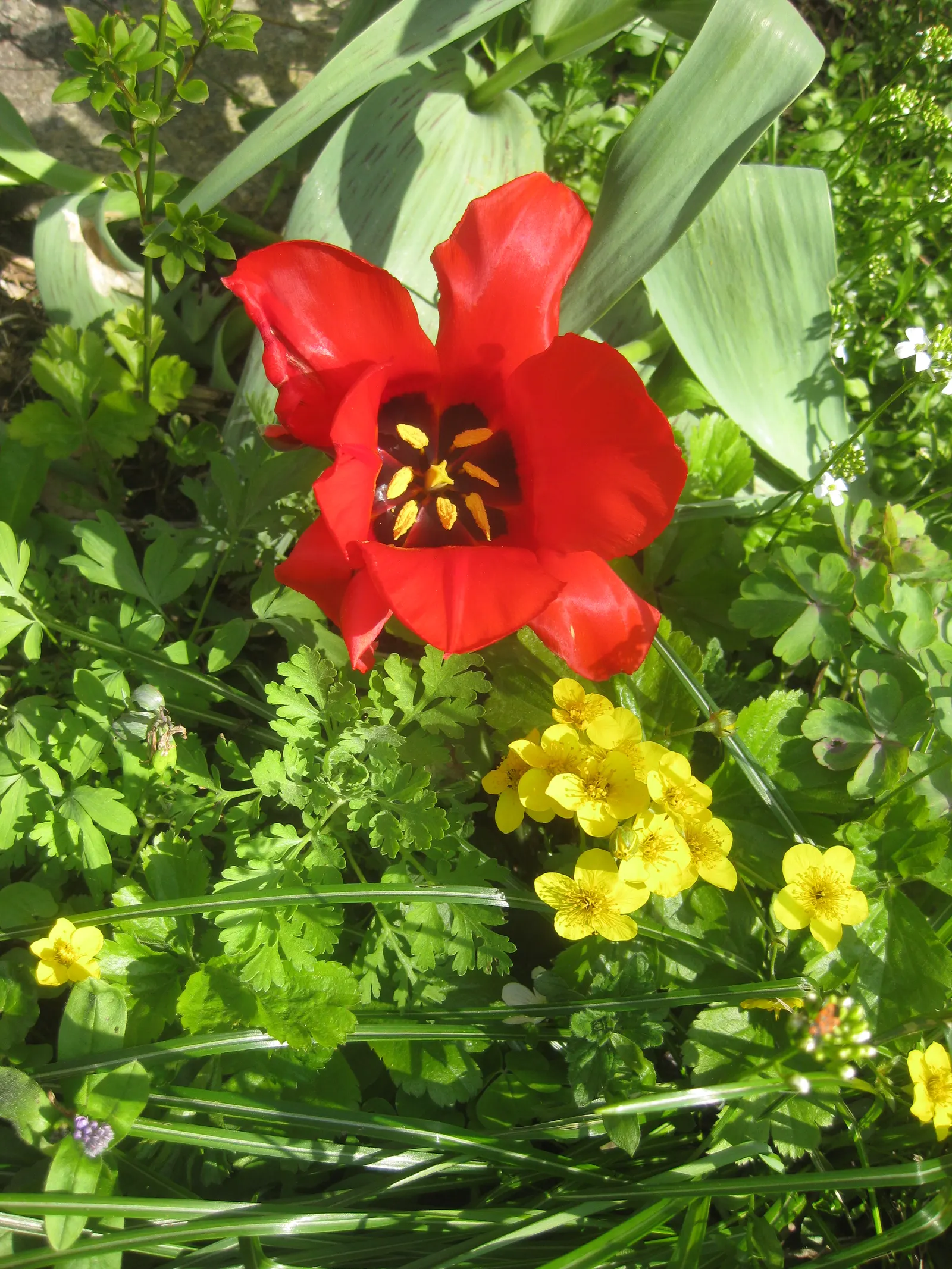 Barren Strawberry (Waldsteinia Fragarioides) — The plant typically reaches a height of 6 inches with a spread up to 12 inches; integrating seamlessly with