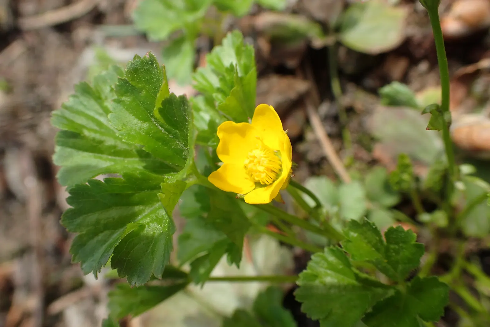 Barren Strawberry (Waldsteinia Fragarioides) — you can expect a profusion of bright yellow flowers; integrating seamlessly with other shade-loving plants in a