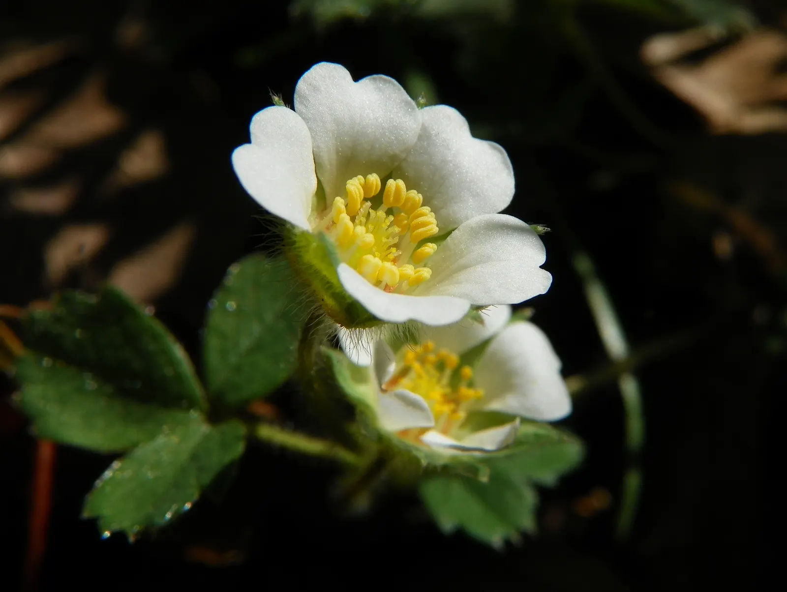 Barren Strawberry (Waldsteinia Fragarioides) — it bears some resemblance to strawberry plants; this low-maintenance plant reaches 6-12 inches in, image 70