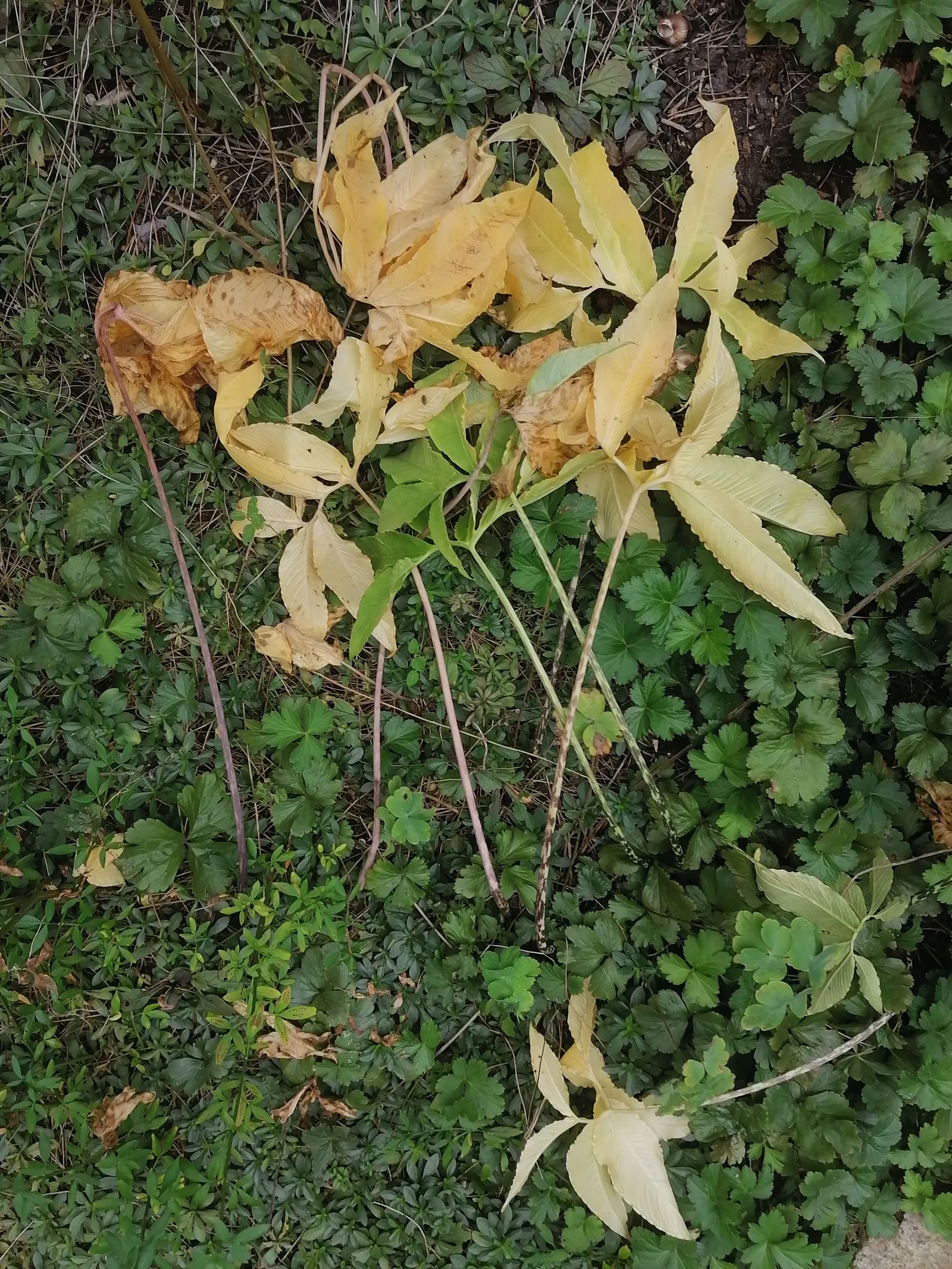 Barren Strawberry (Waldsteinia Fragarioides) — with similar foliage and growth habits; from early to late spring, image 134