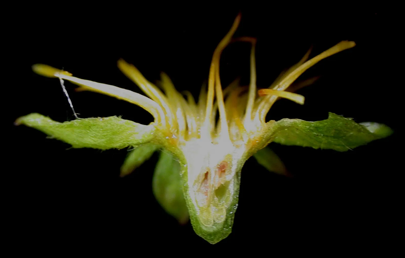 Barren Strawberry (Waldsteinia Fragarioides) — but it is important to note that it does not produce edible fruit; integrating seamlessly with other, image 72