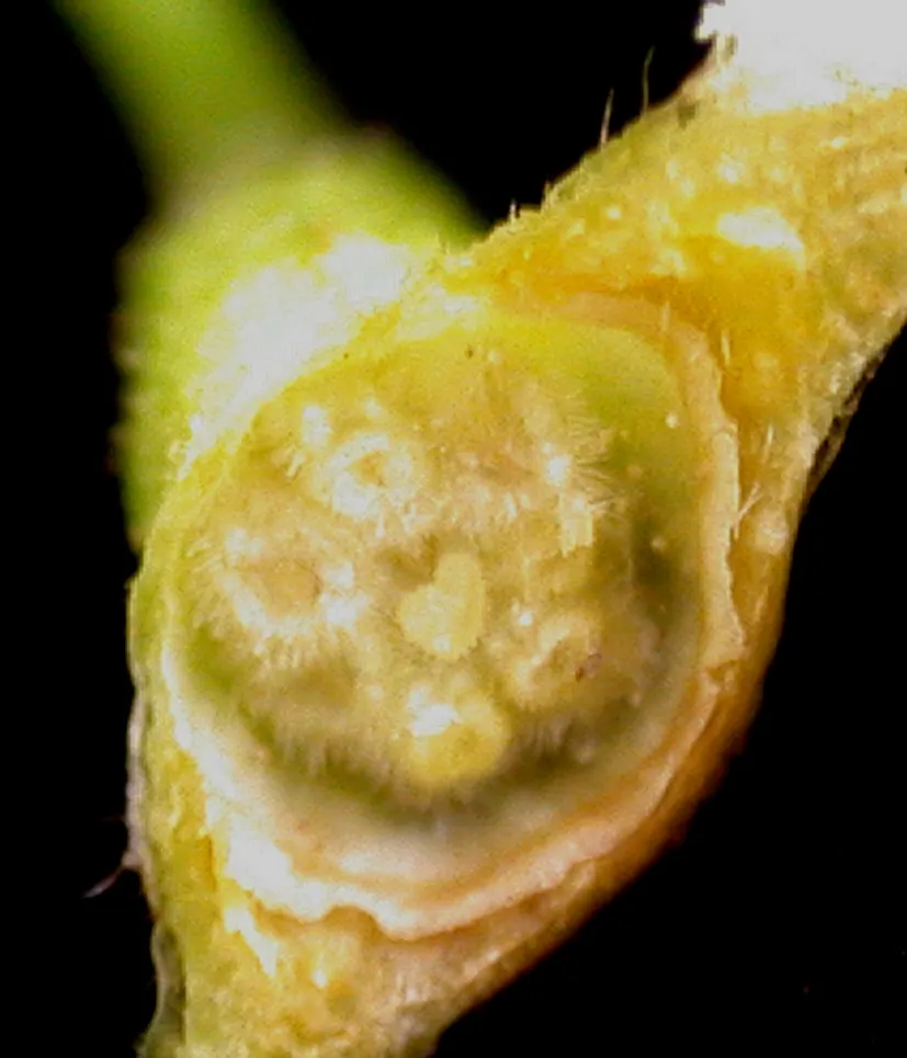 Barren Strawberry (Waldsteinia Fragarioides) — but it is important to note that it does not produce edible fruit; integrating seamlessly with other, image 93