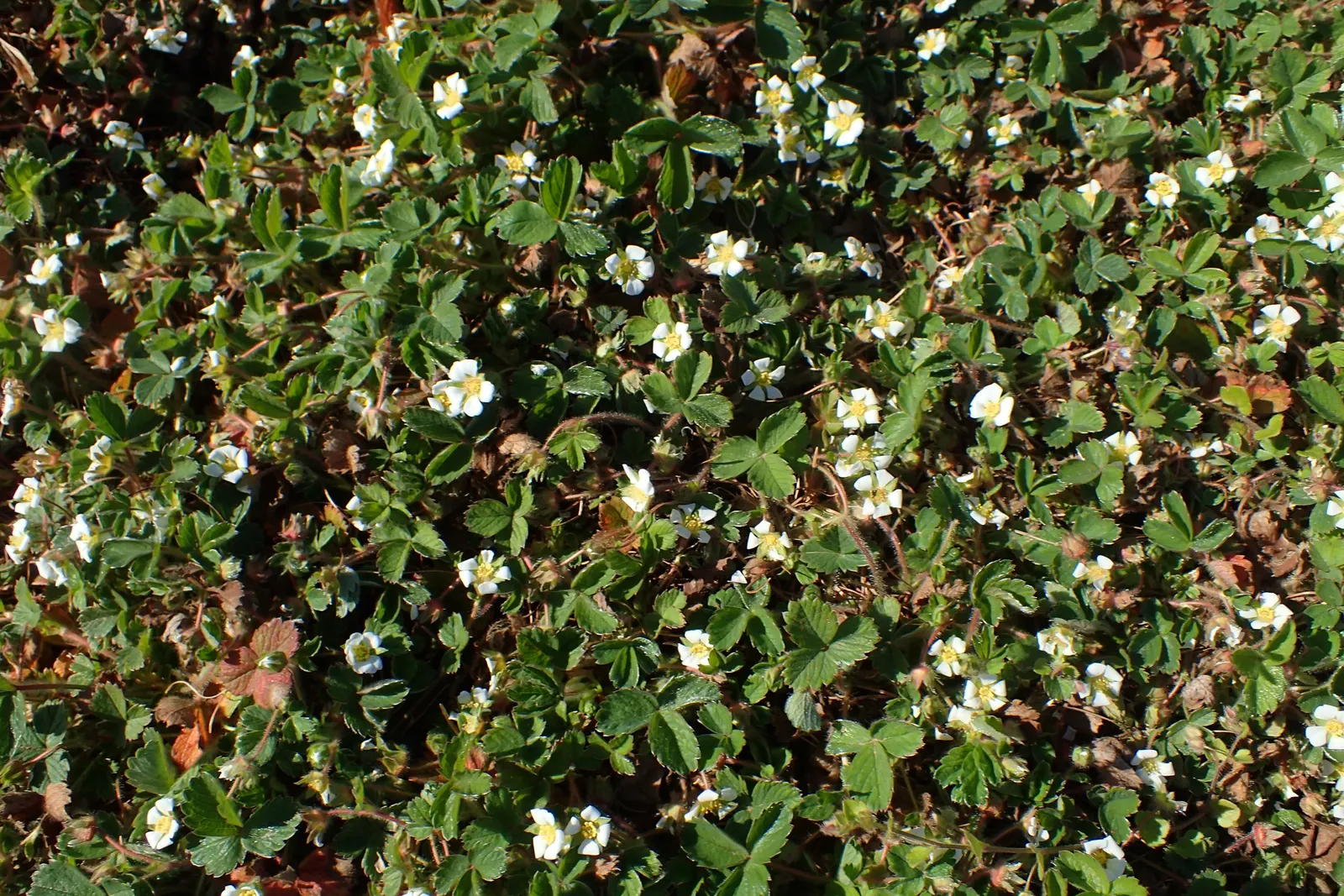 Barren Strawberry (Waldsteinia Fragarioides) — that form a striking contrast against the dark green leaves; from early to late spring, image 98