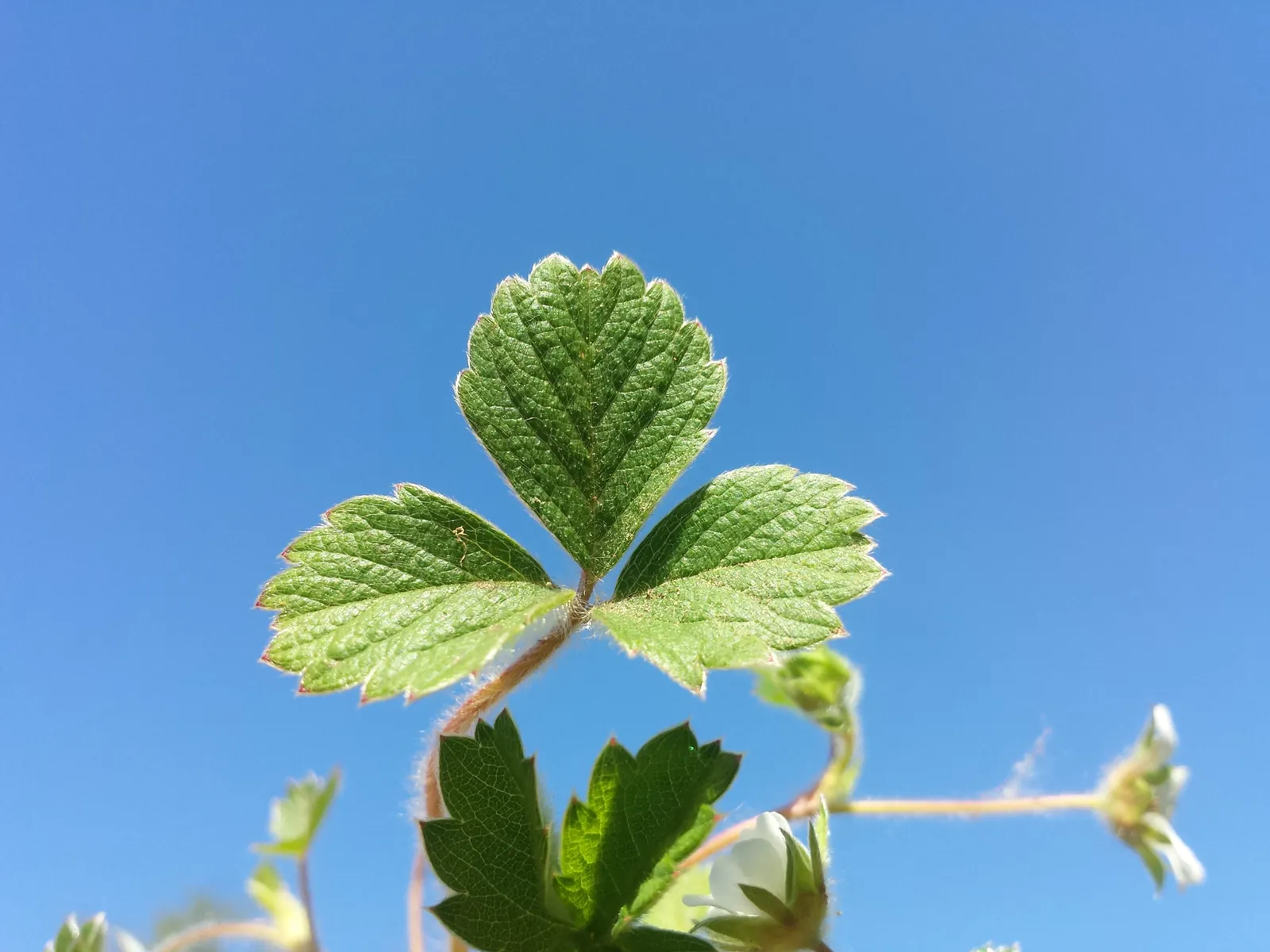 Barren Strawberry (Waldsteinia Fragarioides) — but it is important to note that it does not produce edible fruit; integrating seamlessly with other, image 135