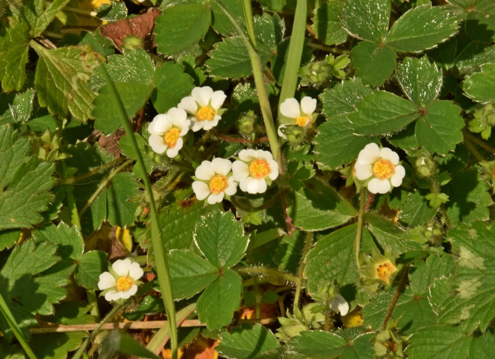 Barren Strawberry (Waldsteinia Fragarioides) — with similar foliage and growth habits; from early to late spring, image 50