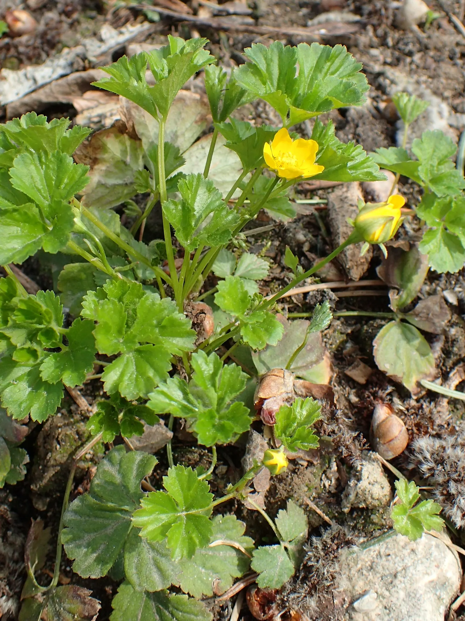 Barren Strawberry (Waldsteinia Fragarioides) — integrating seamlessly with other shade-loving plants in a landscape design