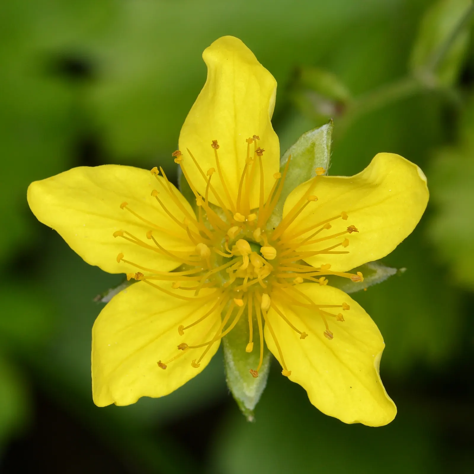Barren Strawberry (Waldsteinia Fragarioides) — it bears some resemblance to strawberry plants