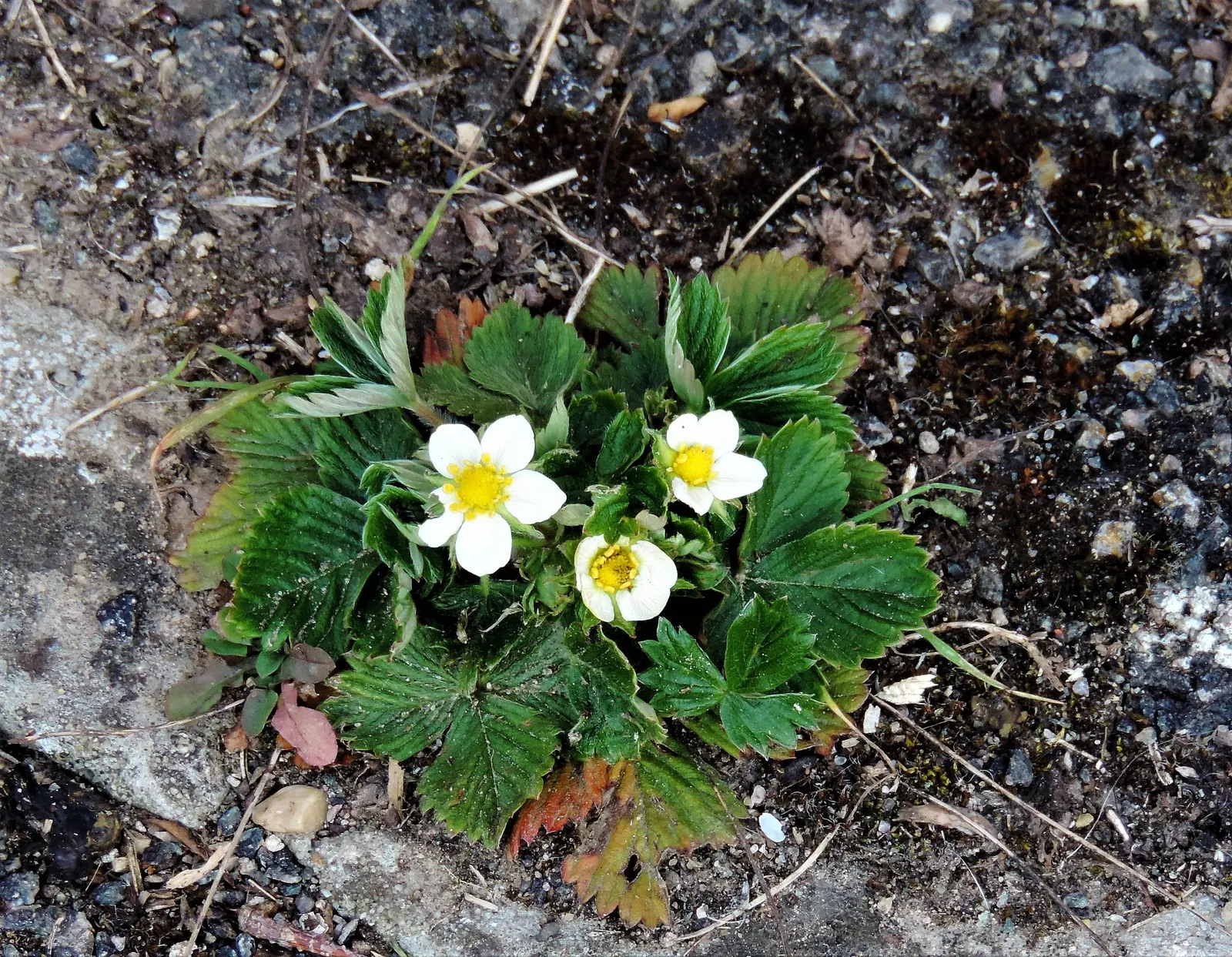 Barren Strawberry (Waldsteinia Fragarioides) — The plant typically reaches a height of 6 inches with a spread up to 12 inches; integrating, image 78