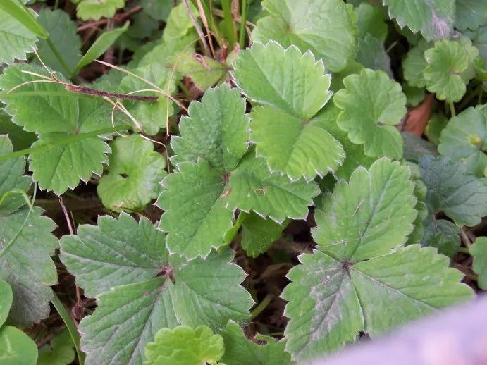 Barren Strawberry (Waldsteinia Fragarioides) — This low-maintenance plant reaches 6-12 inches in width and a height of 3-6 inches, spreading, image 46