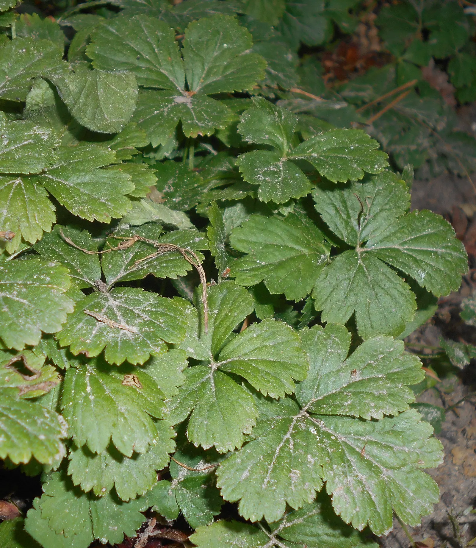 Barren Strawberry (Waldsteinia Fragarioides) — ground cover / perennial with yellow blooms; from early to late spring, image 62