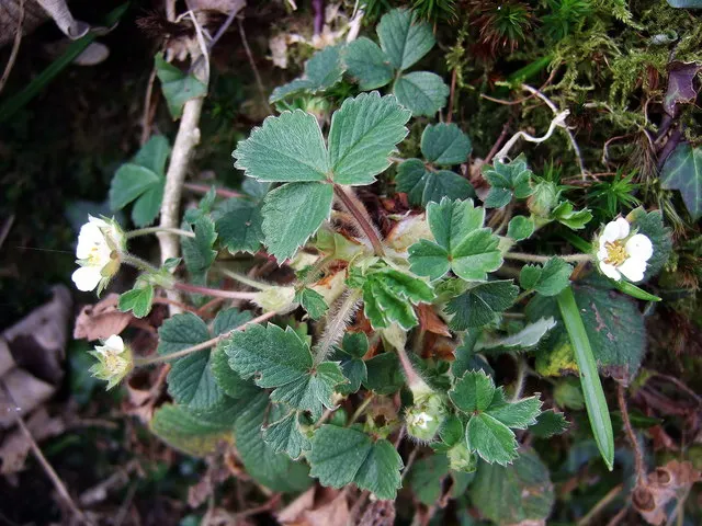 Barren Strawberry (Waldsteinia Fragarioides) — ground cover / perennial with yellow blooms; from early to late spring, image 125