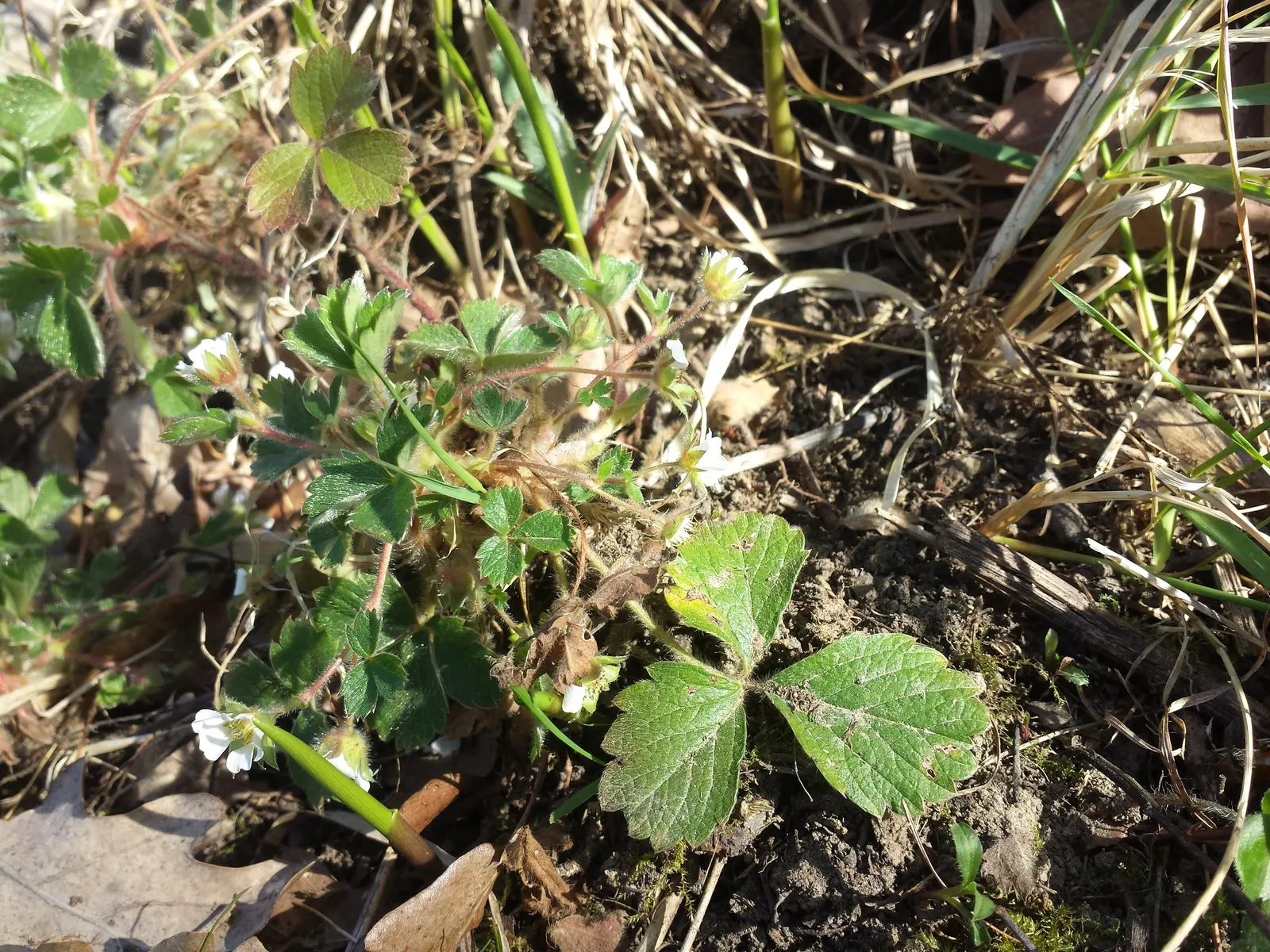 Barren Strawberry (Waldsteinia Fragarioides) — you can expect a profusion of bright yellow flowers; integrating seamlessly with other shade-loving, image 96