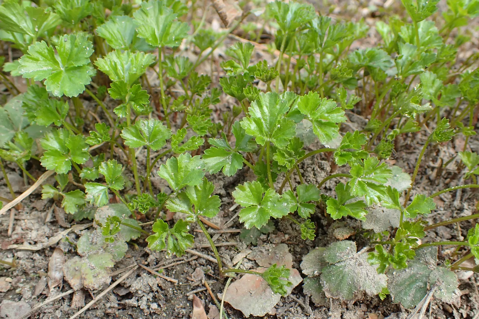 Barren Strawberry (Waldsteinia Fragarioides) — yellow flowers in the garden; this low-maintenance plant reaches 6-12 inches in width and a height, image 61