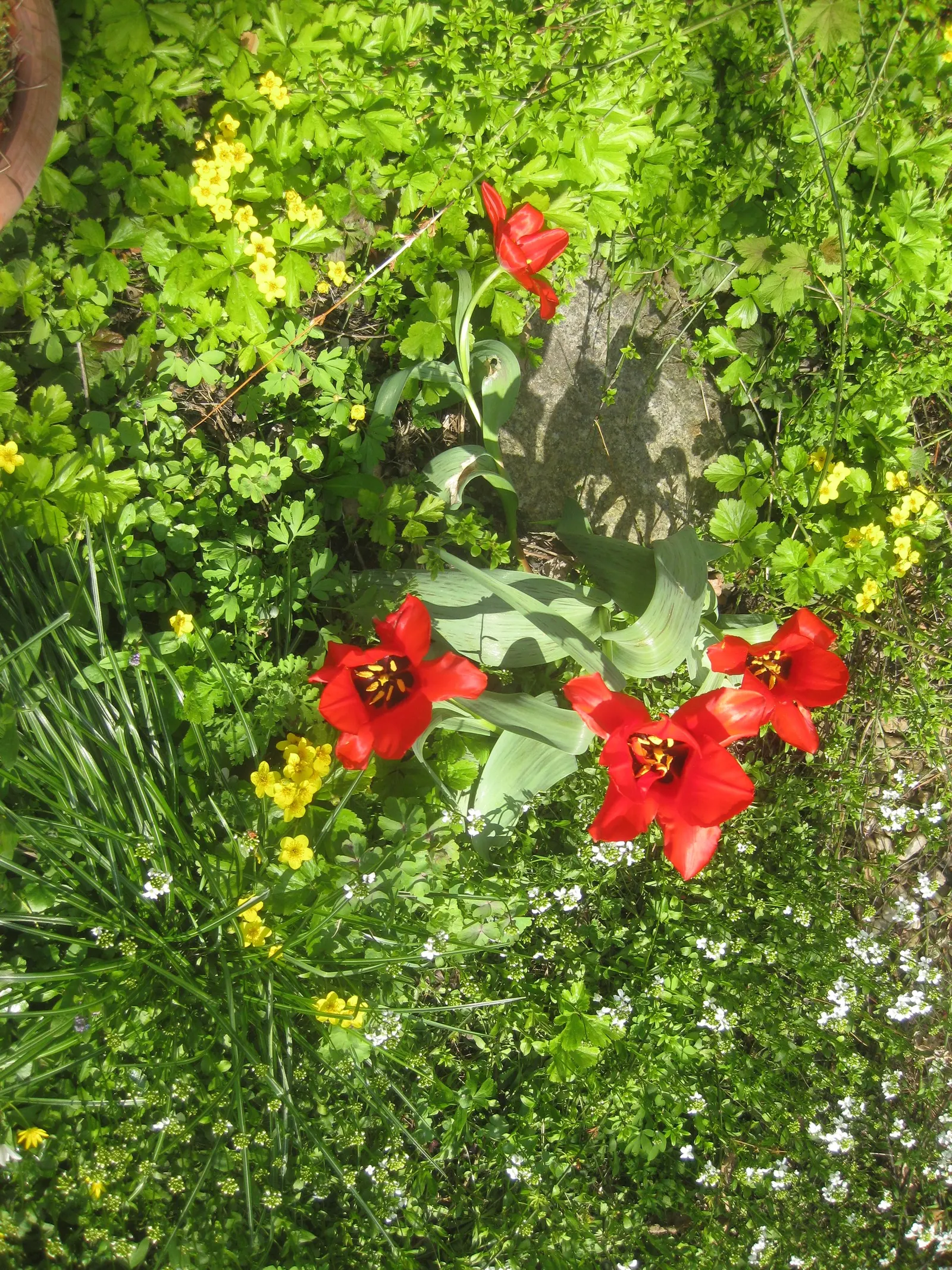 Barren Strawberry (Waldsteinia Fragarioides) — each approximately 3/4 inch across; this low-maintenance plant reaches 6-12 inches in width and a, image 55
