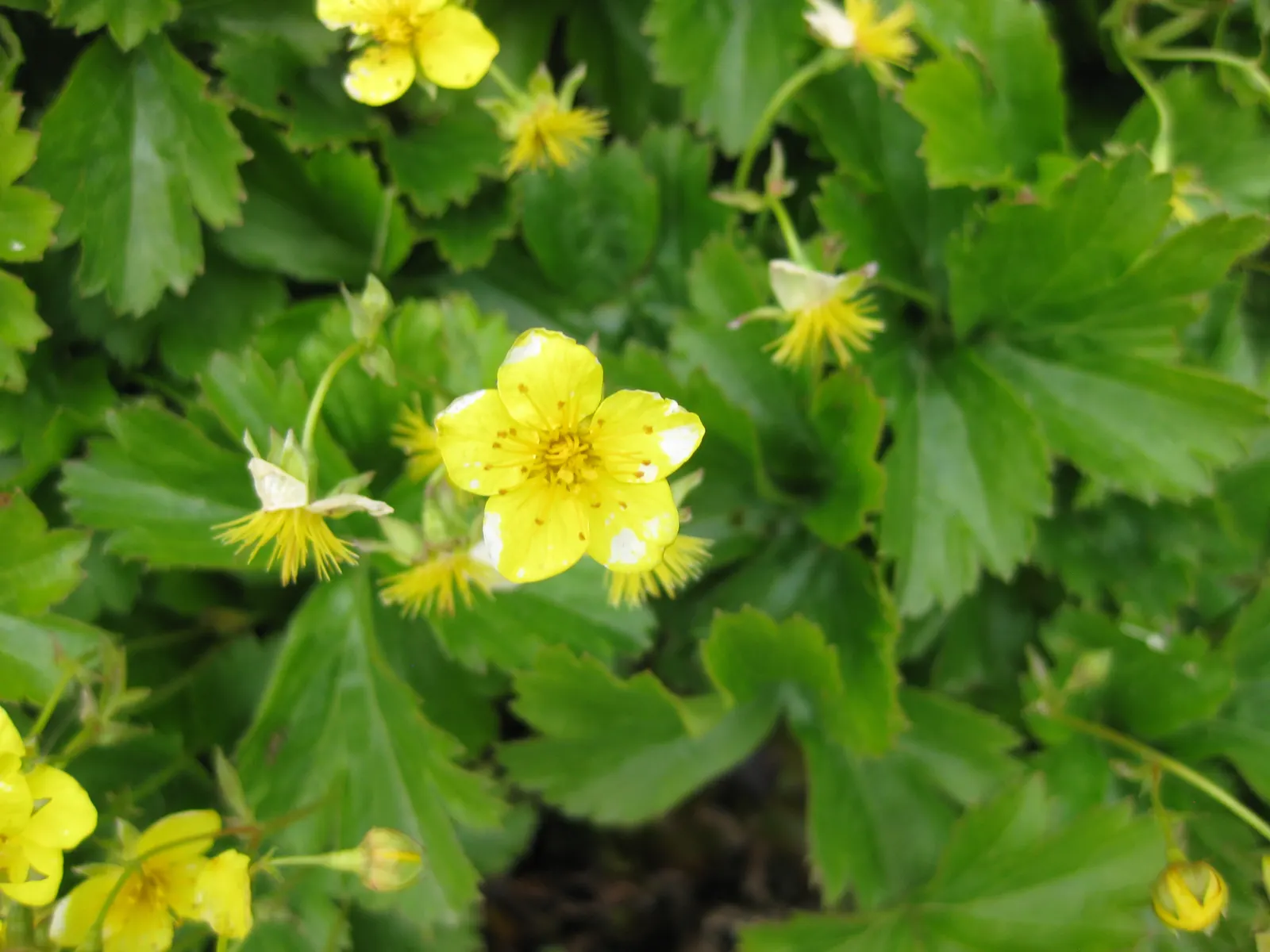 Barren Strawberry (Waldsteinia Fragarioides) — but it is important to note that it does not produce edible fruit