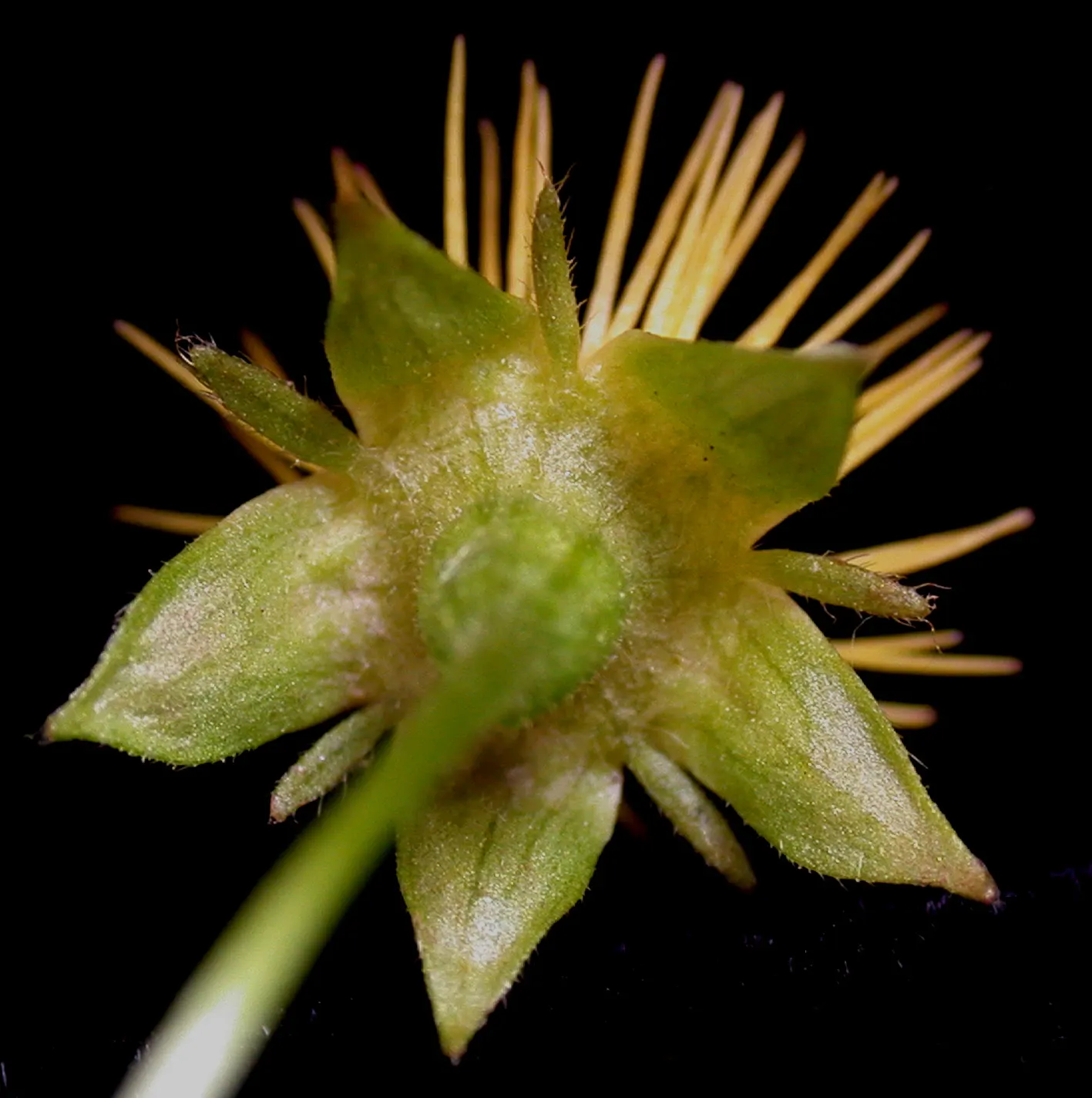 Barren Strawberry (Waldsteinia Fragarioides) — that form a striking contrast against the dark green leaves; from early to late spring, image 77