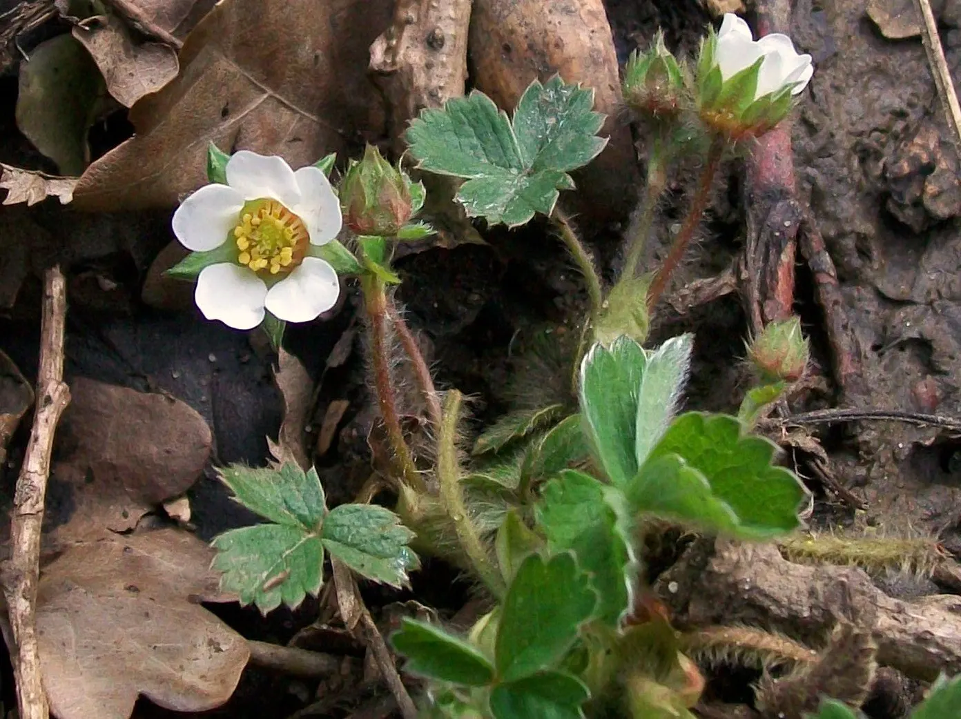 Barren Strawberry (Waldsteinia Fragarioides) — adding year-round interest to garden landscapes; this low-maintenance plant reaches 6-12 inches in, image 115