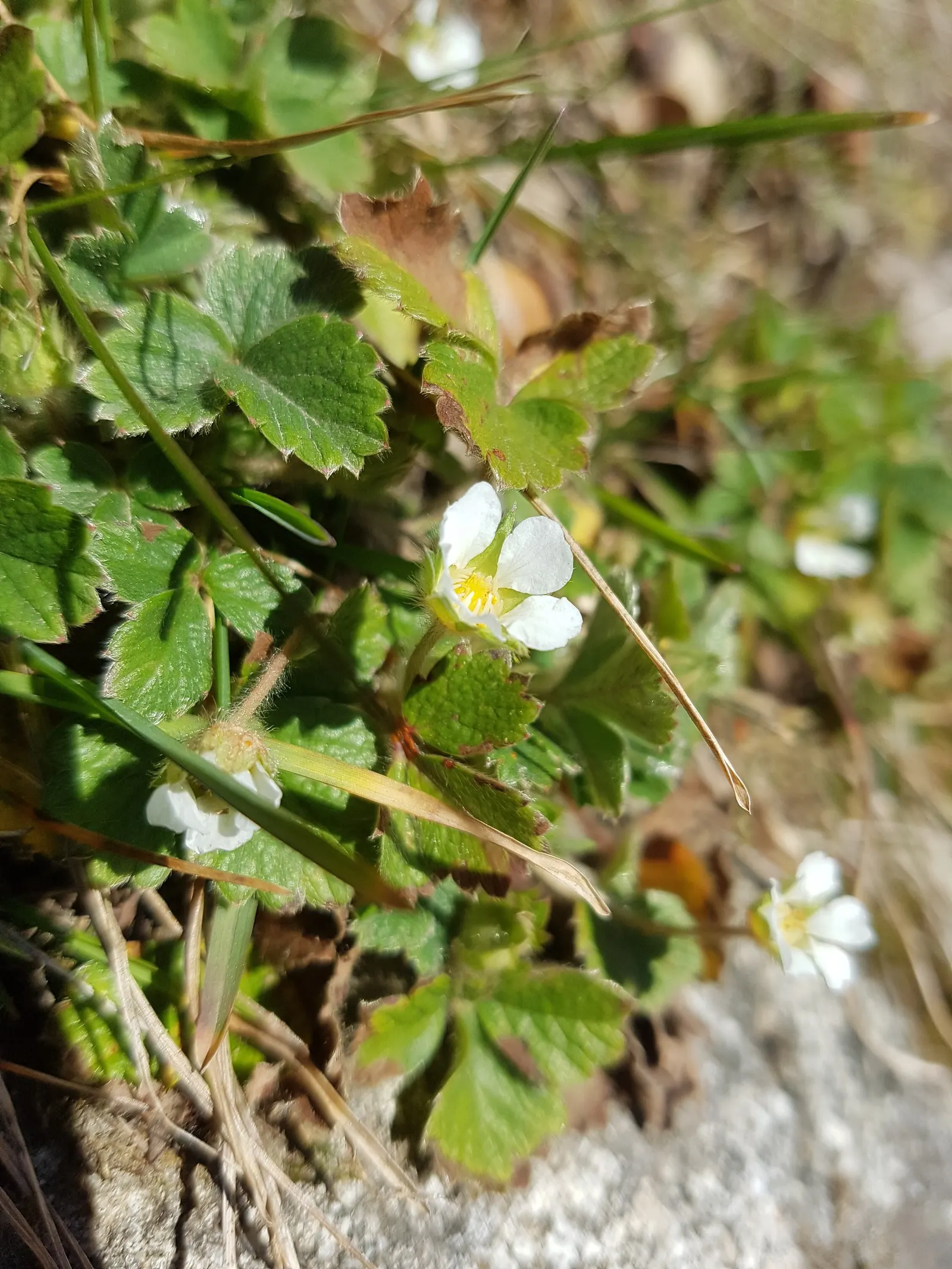 Barren Strawberry (Waldsteinia Fragarioides) — it bears some resemblance to strawberry plants; this low-maintenance plant reaches 6-12 inches in width and a