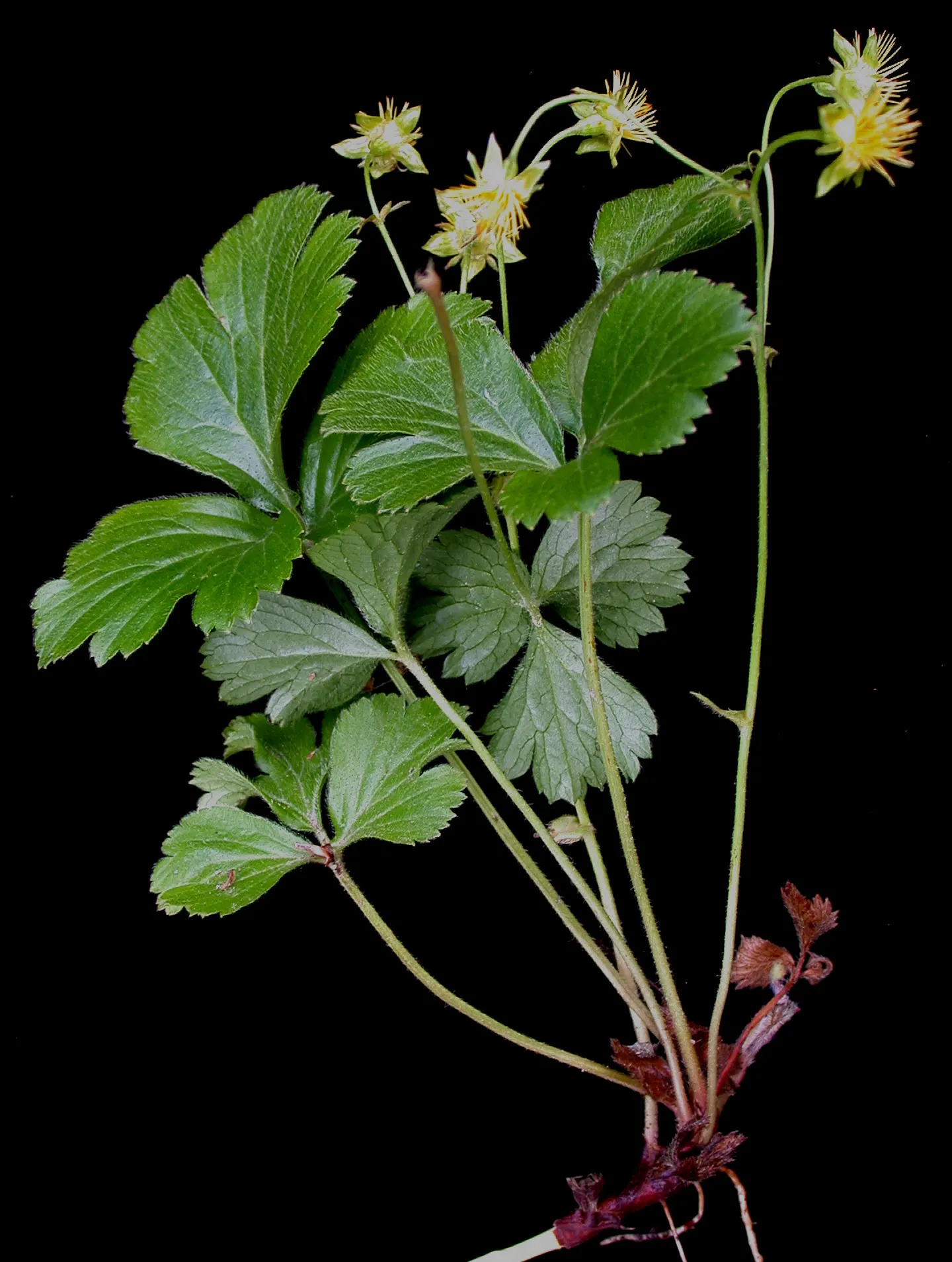 Barren Strawberry (Waldsteinia Fragarioides) — is a perennial ground cover; this low-maintenance plant reaches 6-12 inches in width and a height of, image 43