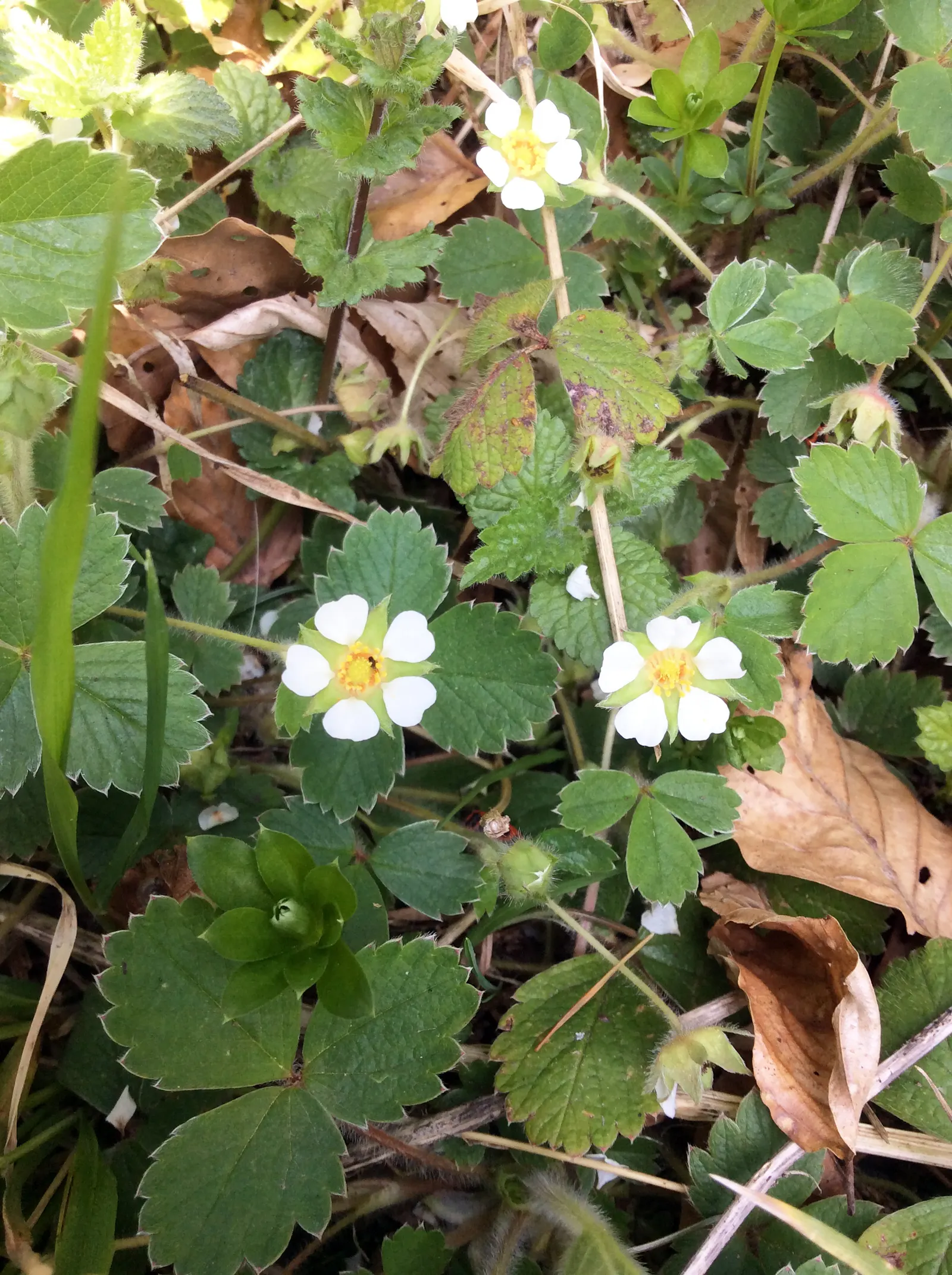 Barren Strawberry (Waldsteinia Fragarioides) — ground cover / perennial with yellow blooms; from early to late spring