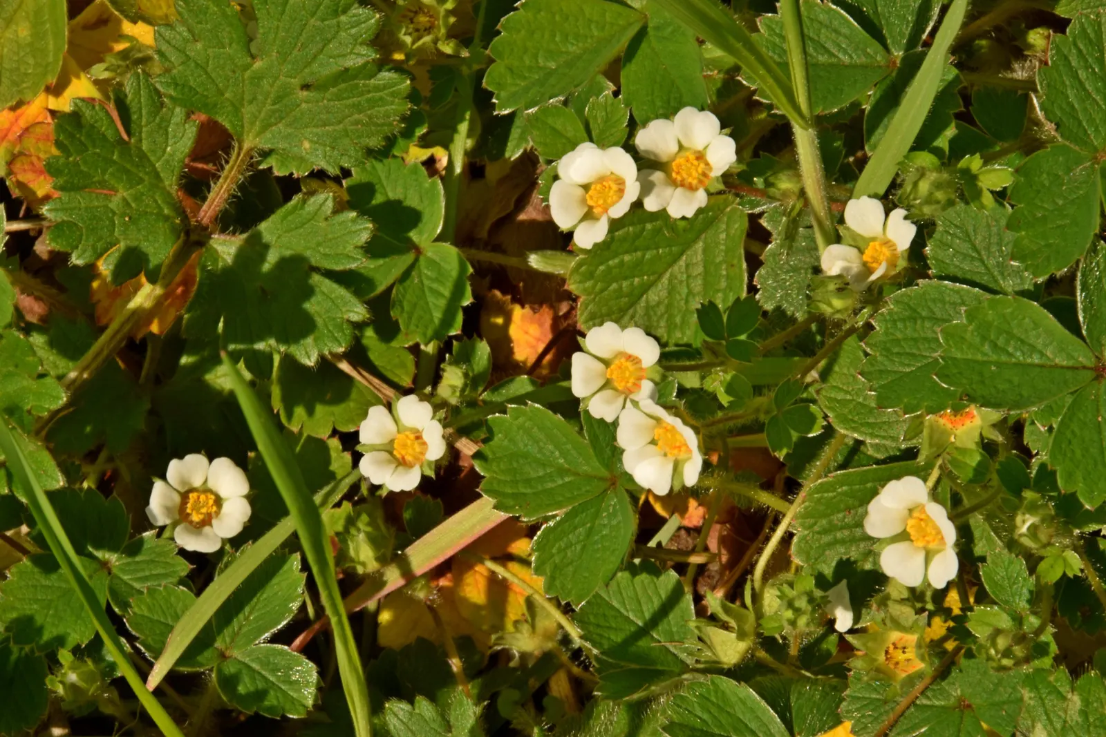 Barren Strawberry (Waldsteinia Fragarioides) — ground cover / perennial for full or half; integrating seamlessly with other shade-loving plants in a landscape