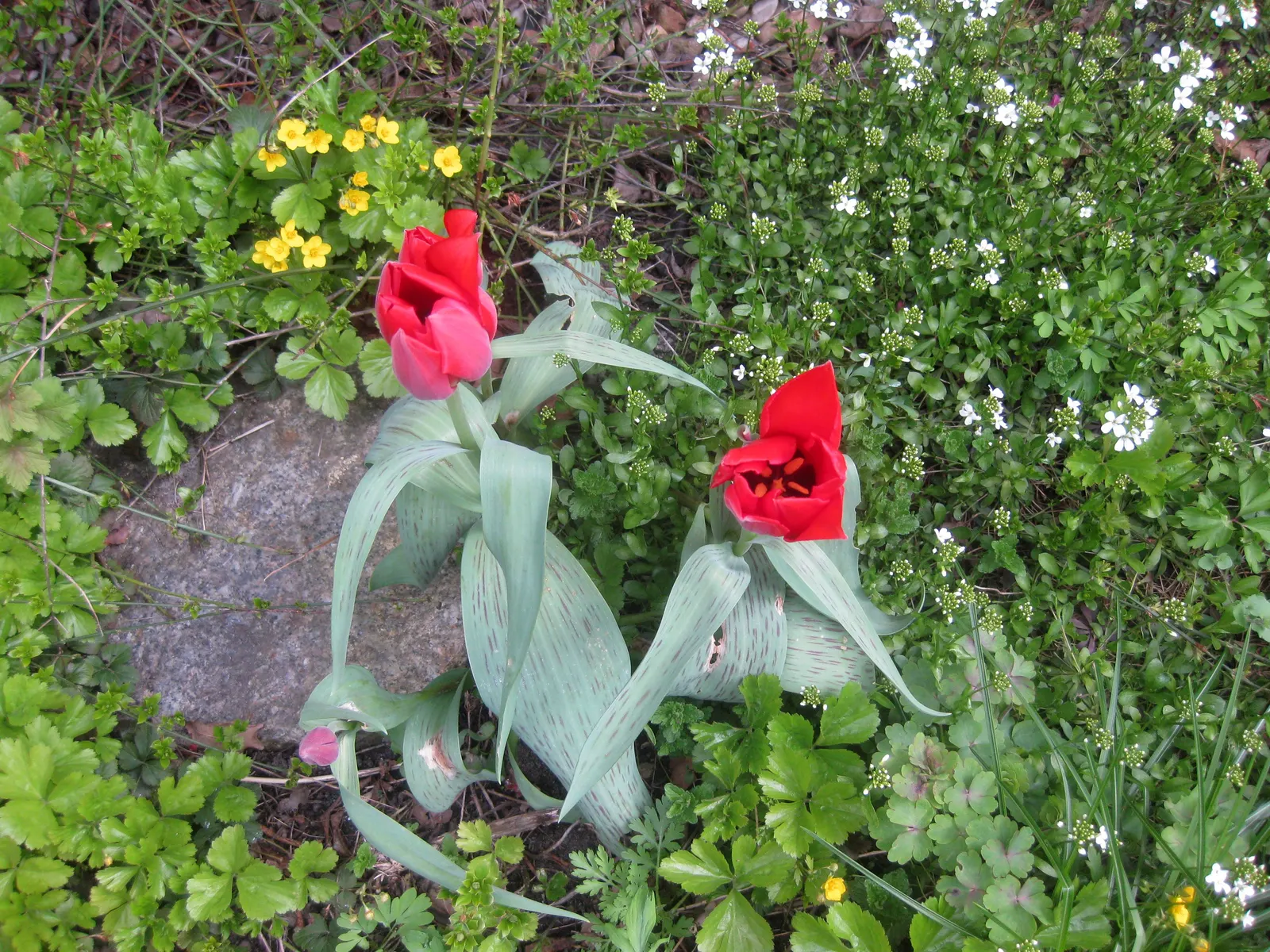 Barren Strawberry (Waldsteinia Fragarioides) — ground cover / perennial for full or half; integrating seamlessly with other shade-loving plants in, image 84