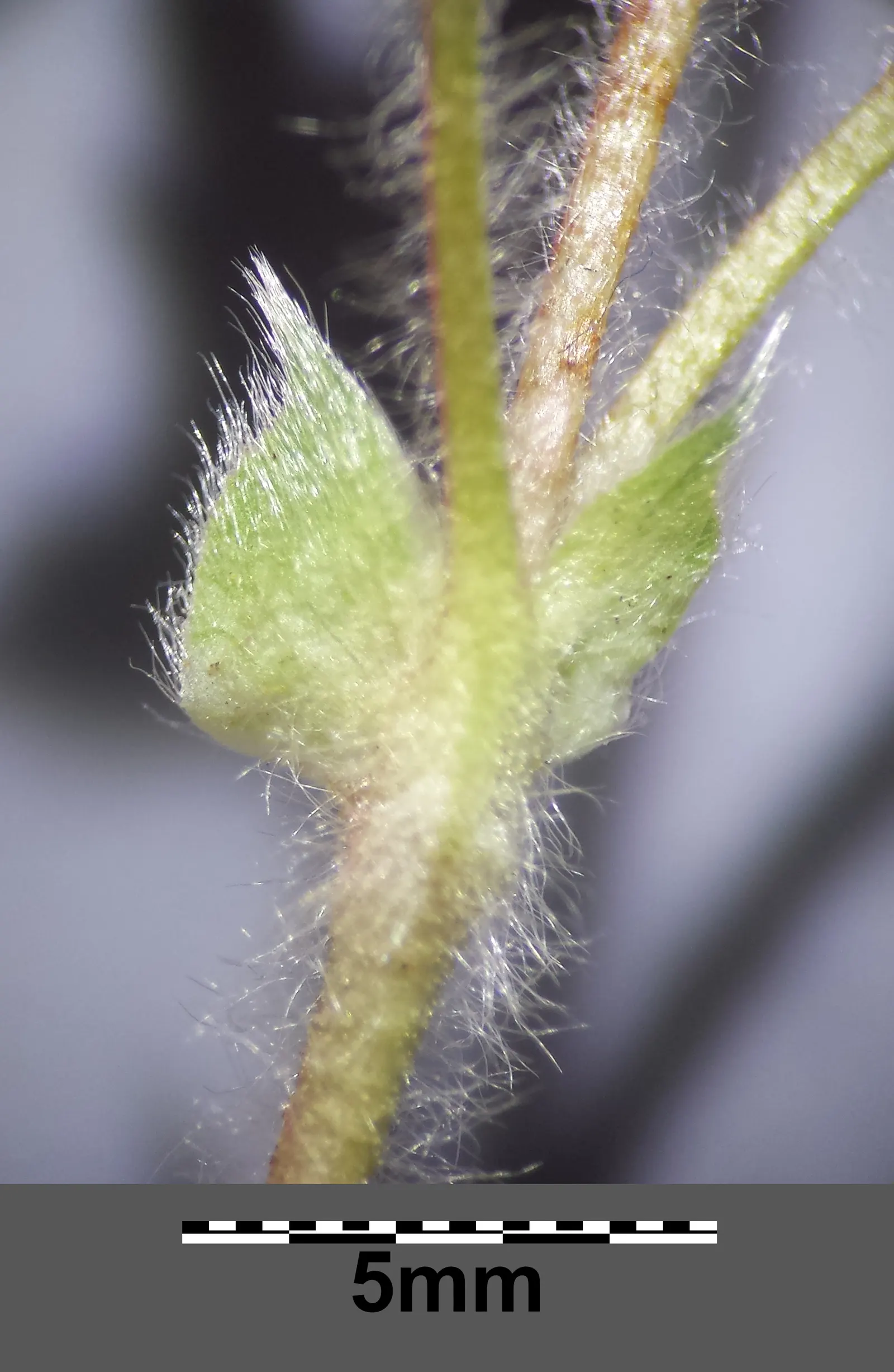 Barren Strawberry (Waldsteinia Fragarioides) — Thriving in USDA zones 4-8, it flourishes in partial to full shade; integrating seamlessly with other, image 108