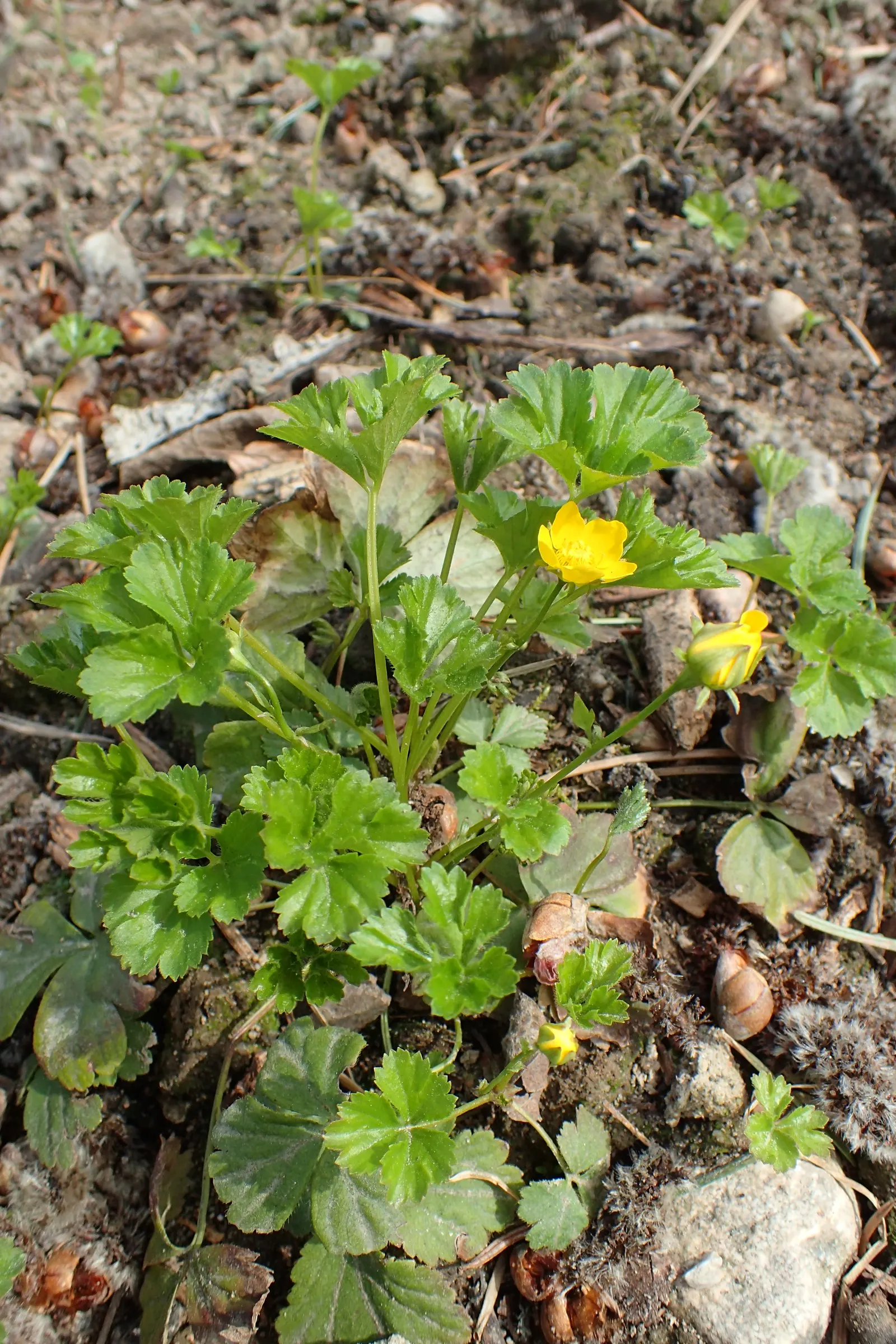 Barren Strawberry (Waldsteinia Fragarioides) — is a rugged and versatile ground cover native to Eastern North America; integrating seamlessly with, image 132