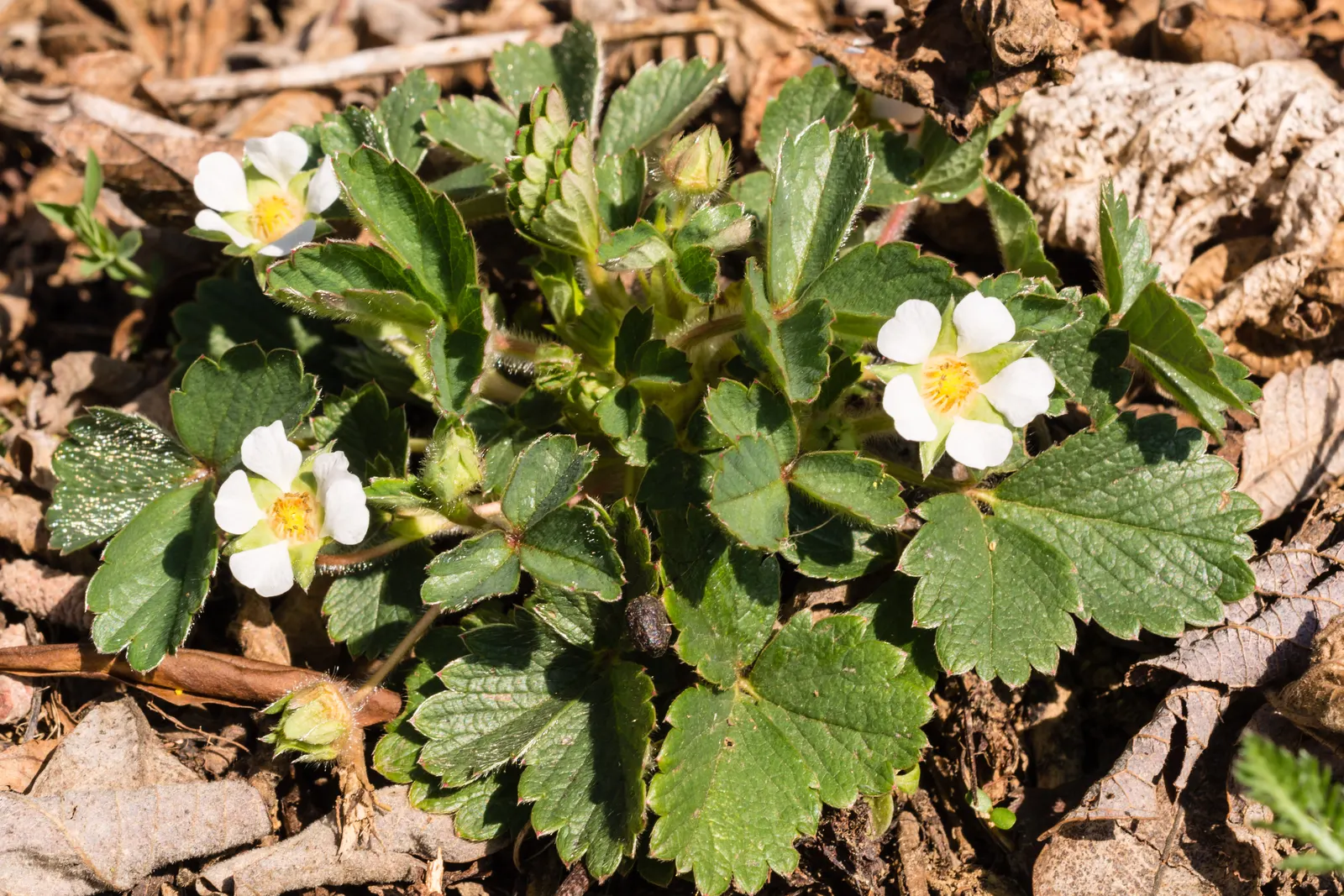 Barren Strawberry (Waldsteinia Fragarioides) — This low-maintenance plant reaches 6-12 inches in width and a height of 3-6 inches, spreading through stolons