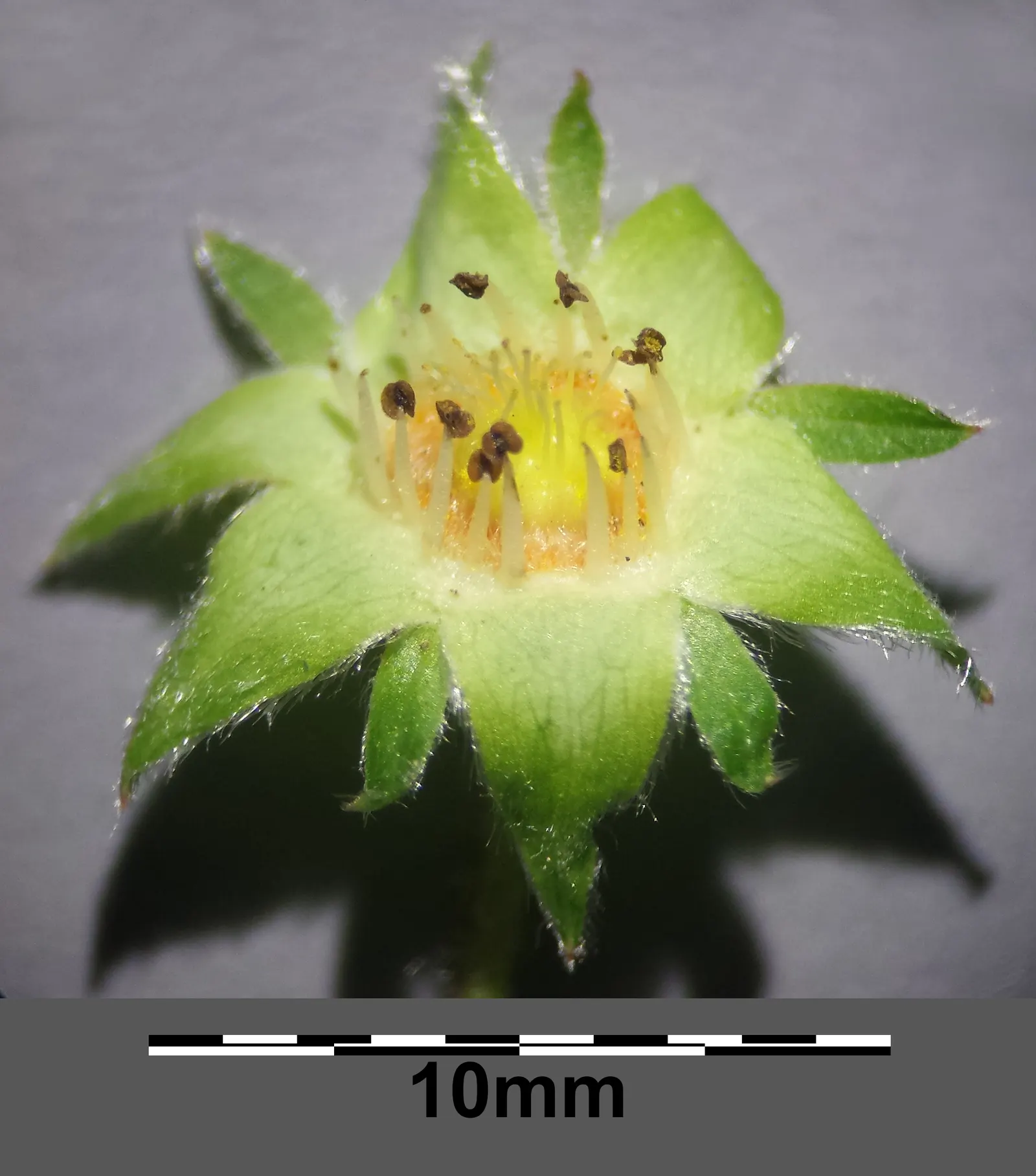 Barren Strawberry (Waldsteinia Fragarioides) — Waldsteinia fragarioides requires minimal care once established; this low-maintenance plant reaches, image 79